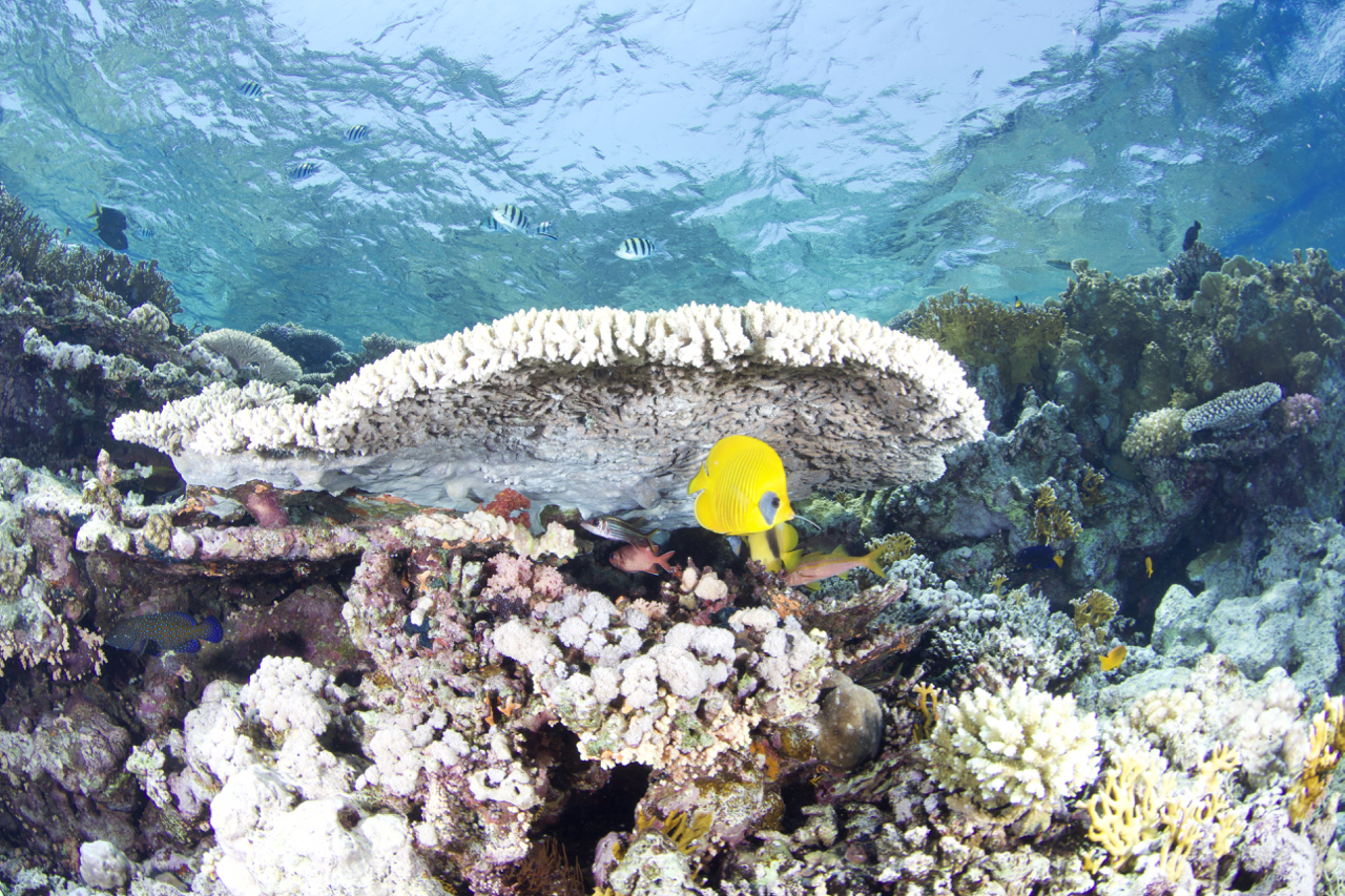 Dive site photo