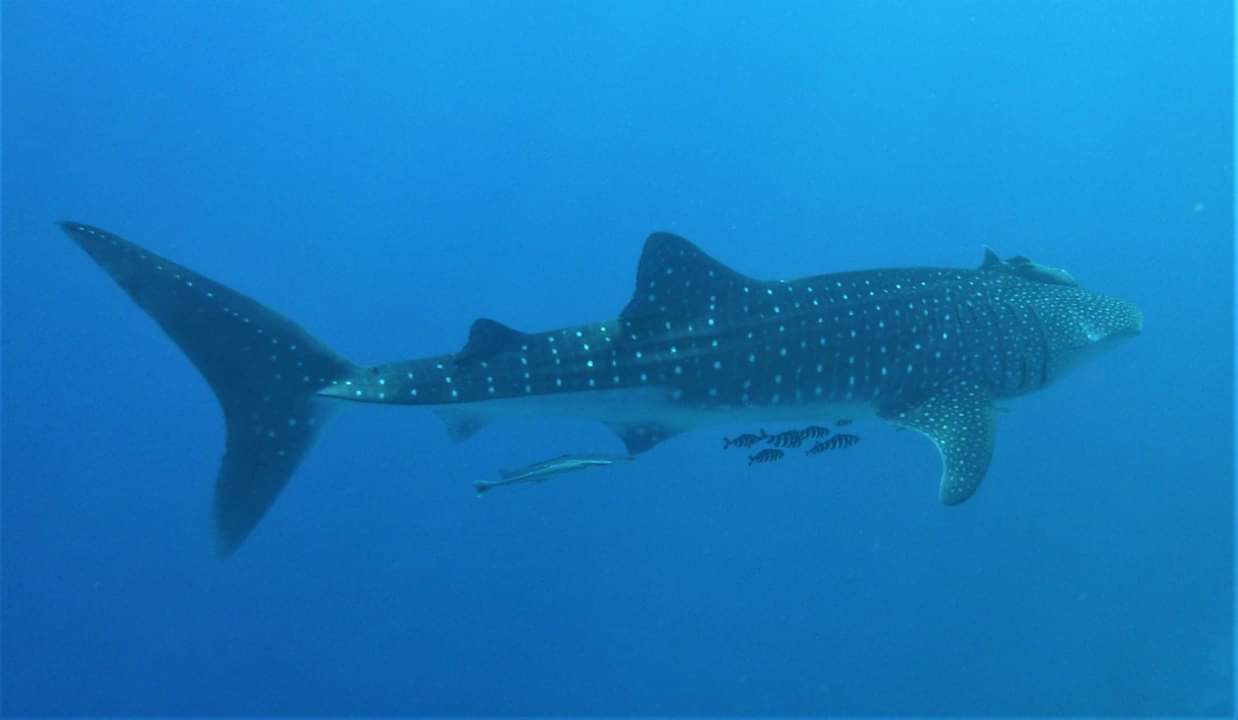 Dive site photo
