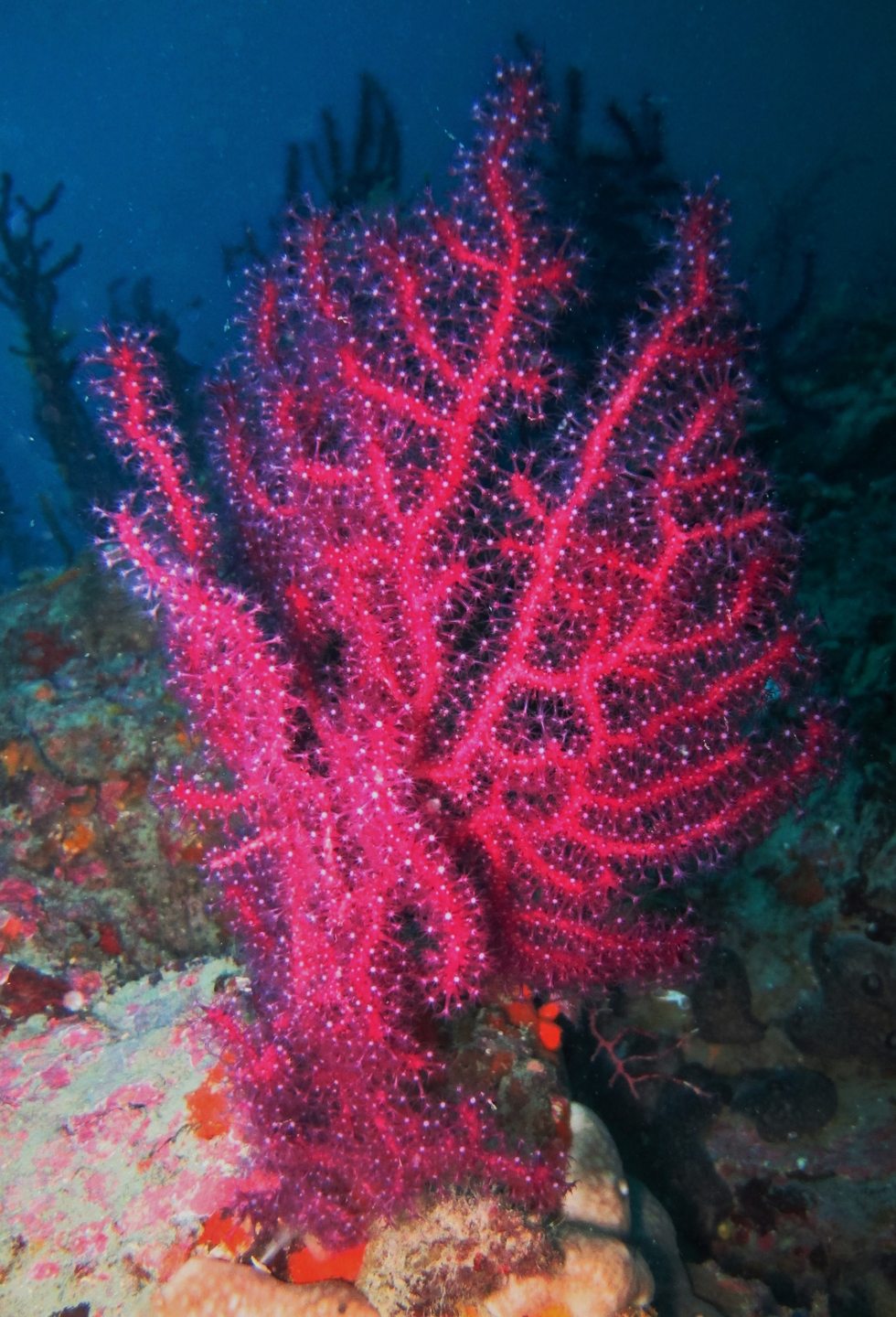 Dive site photo