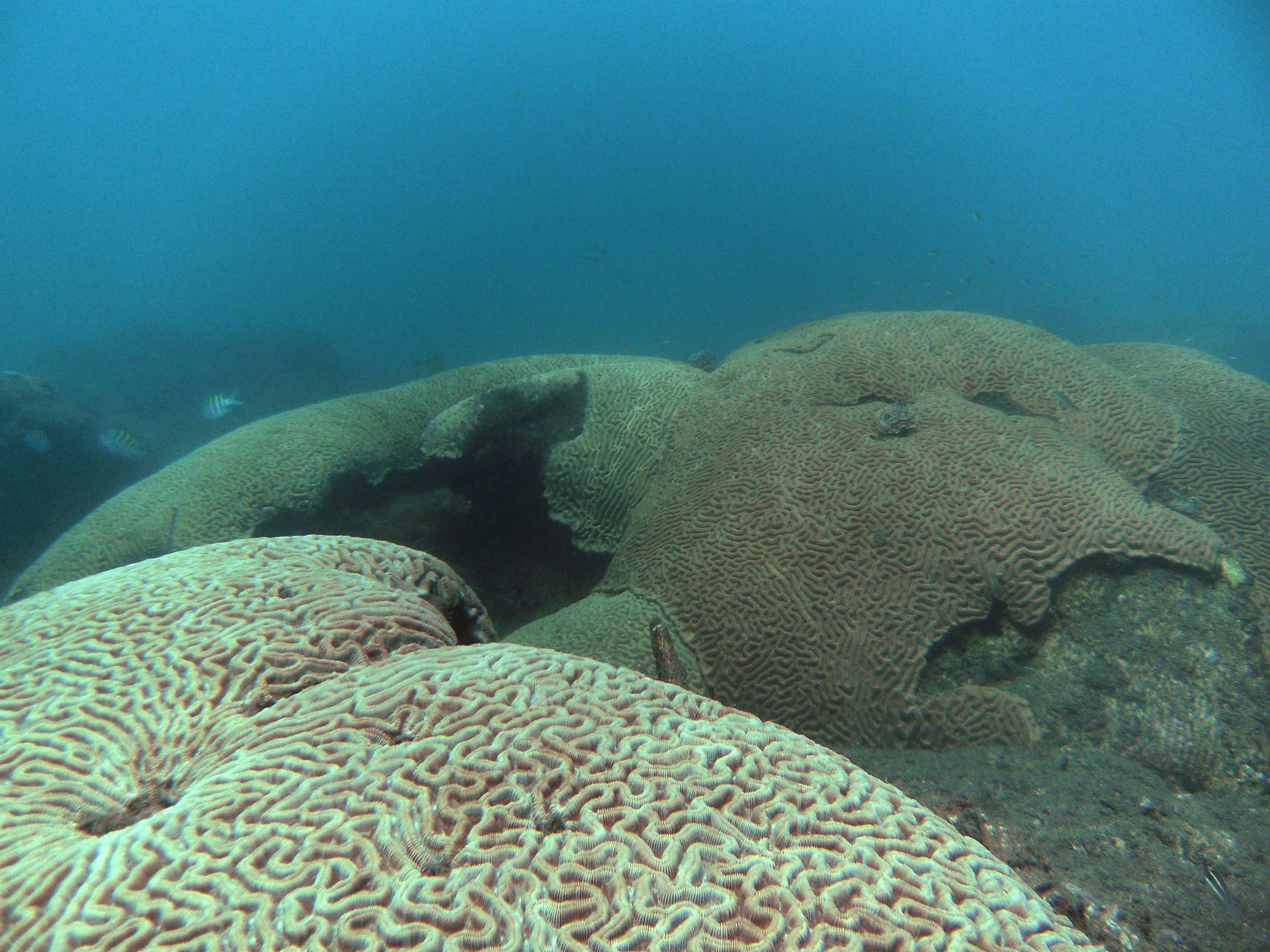 Dive site photo