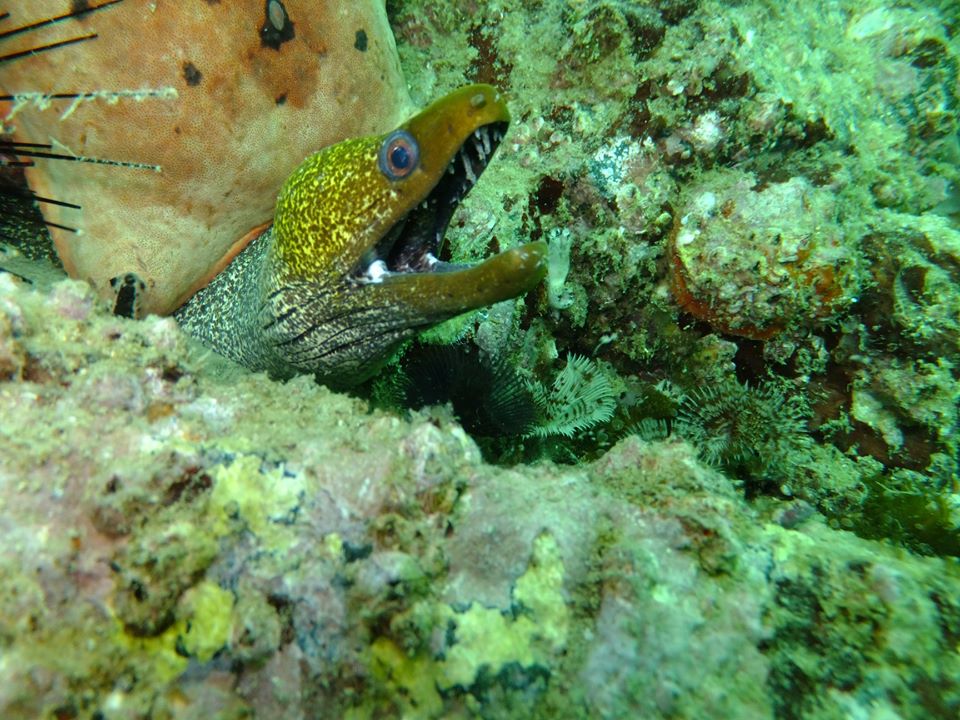 Dive site photo