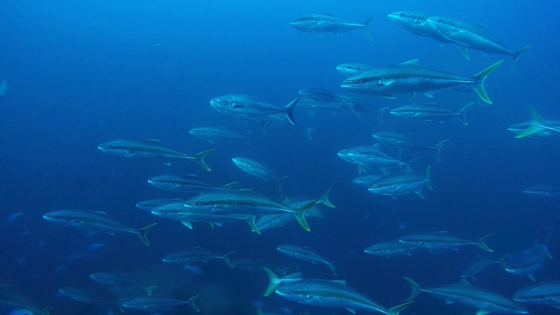 Dive site photo