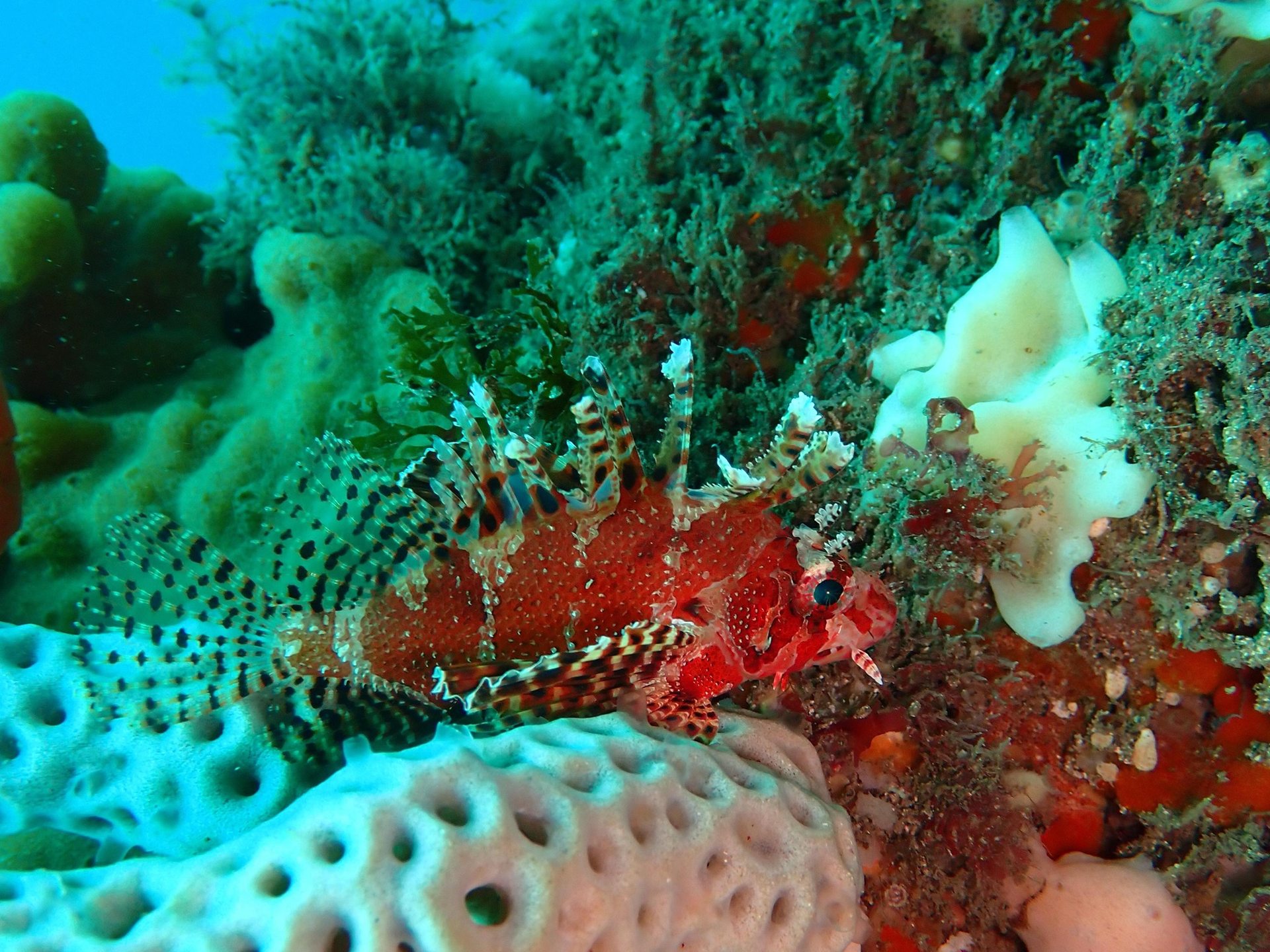 Dive site photo
