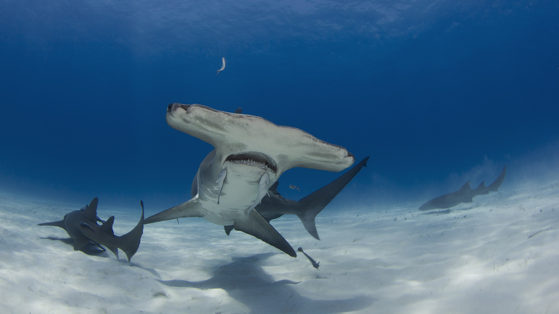 diving in bimini padi travel