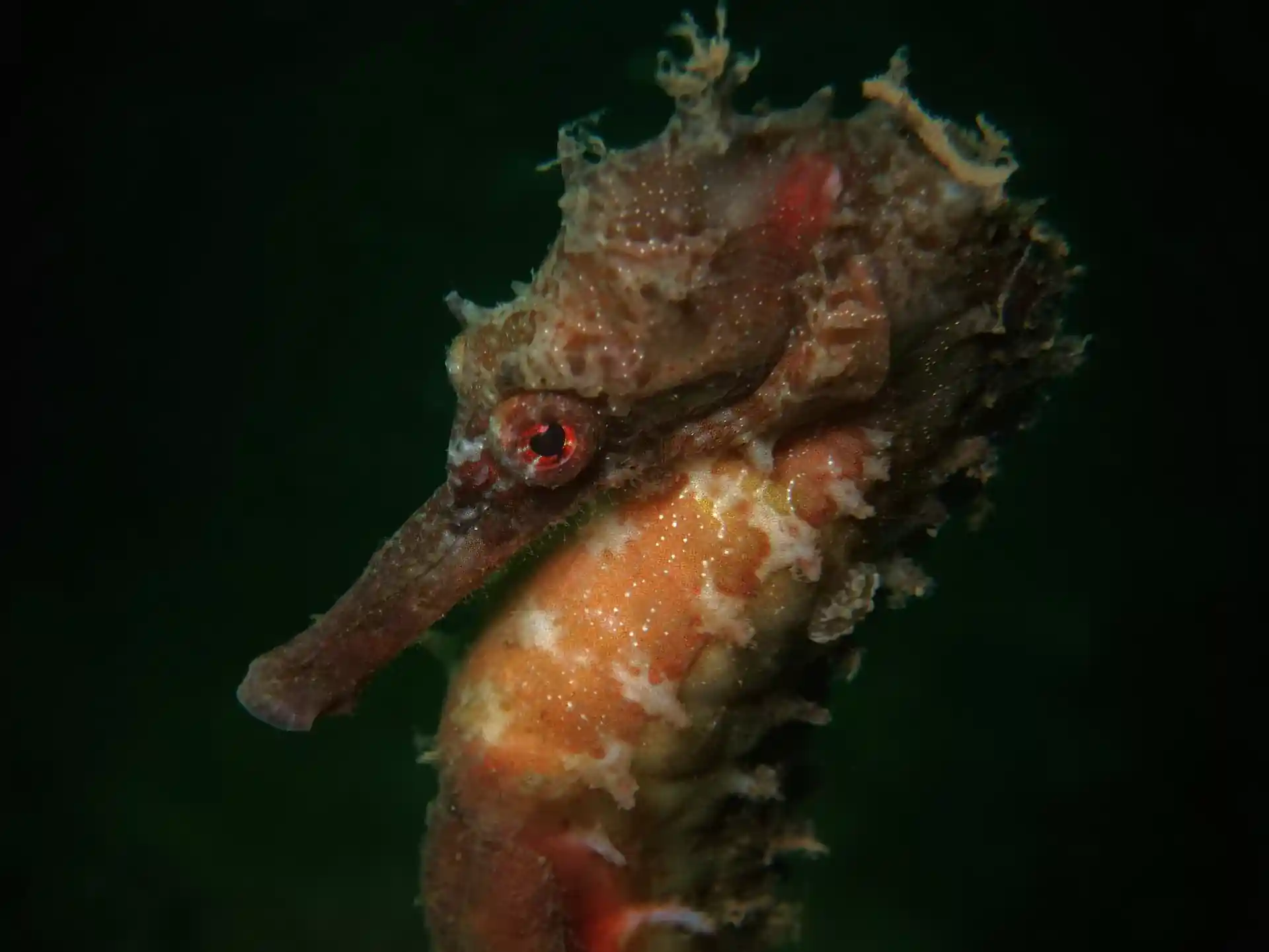 Dive site photo