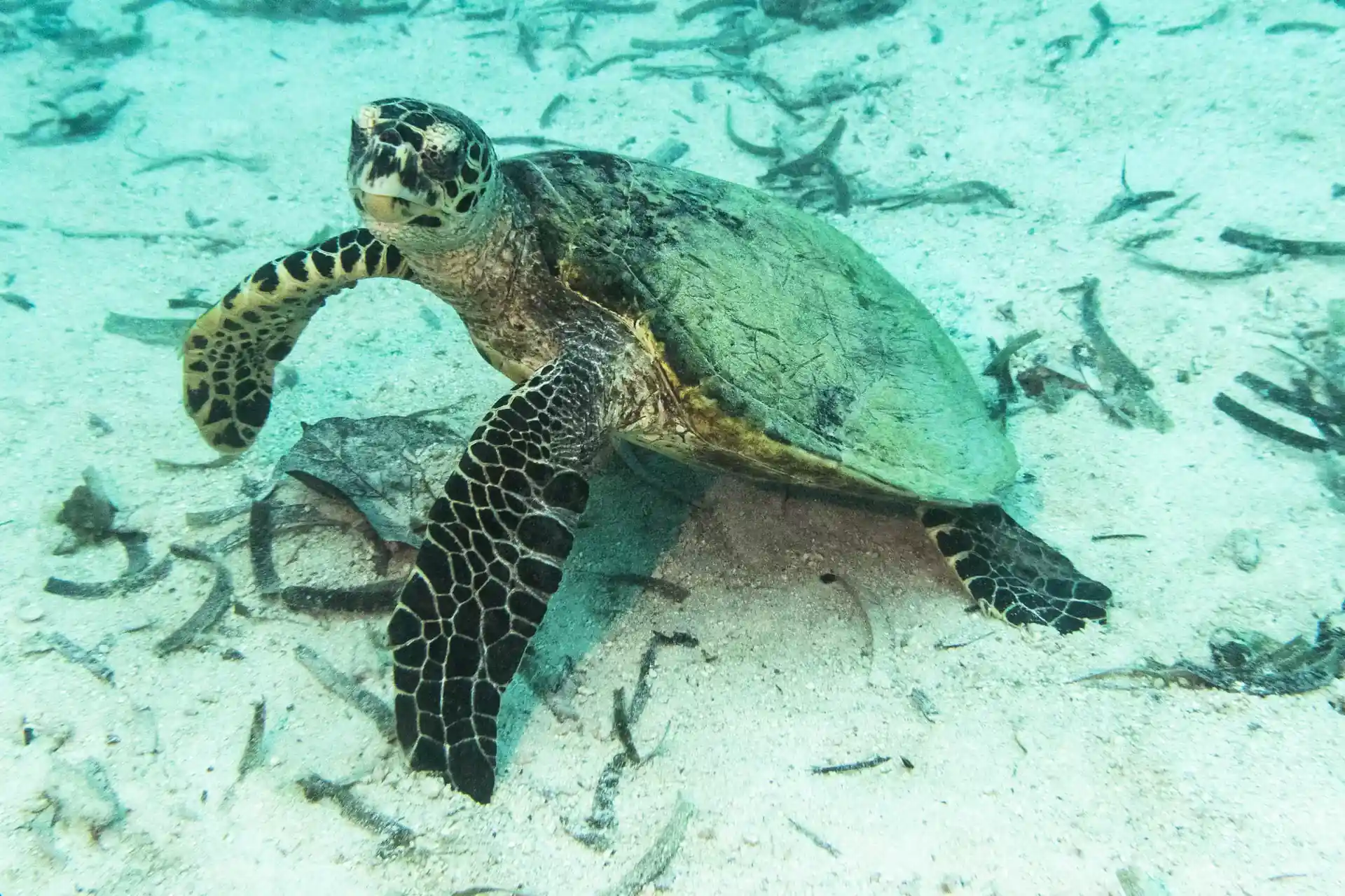 Dive shop photo