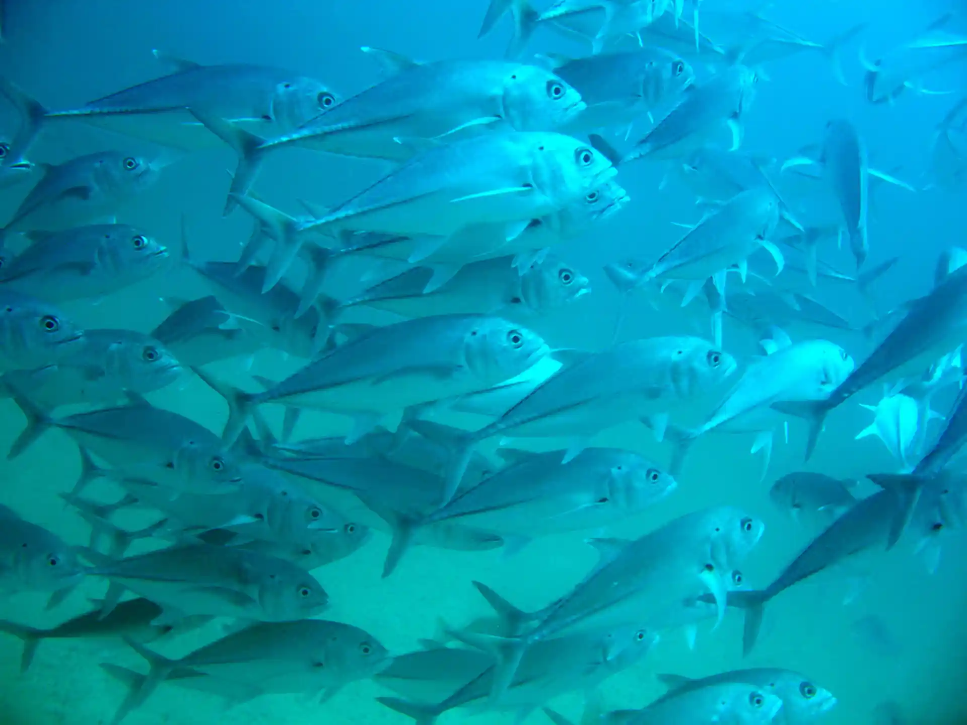 ダイビングサイトの写真