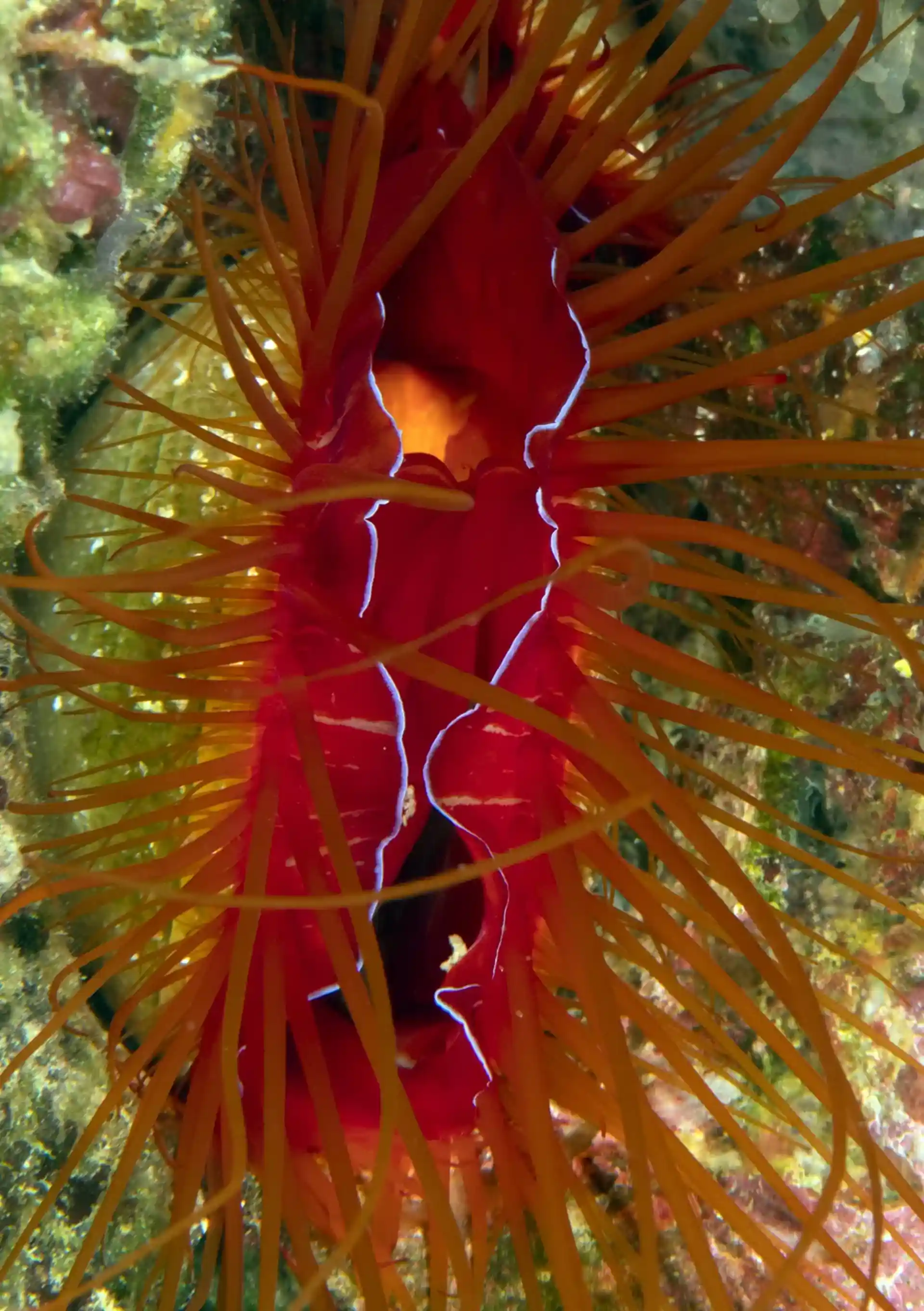 Dive site photo