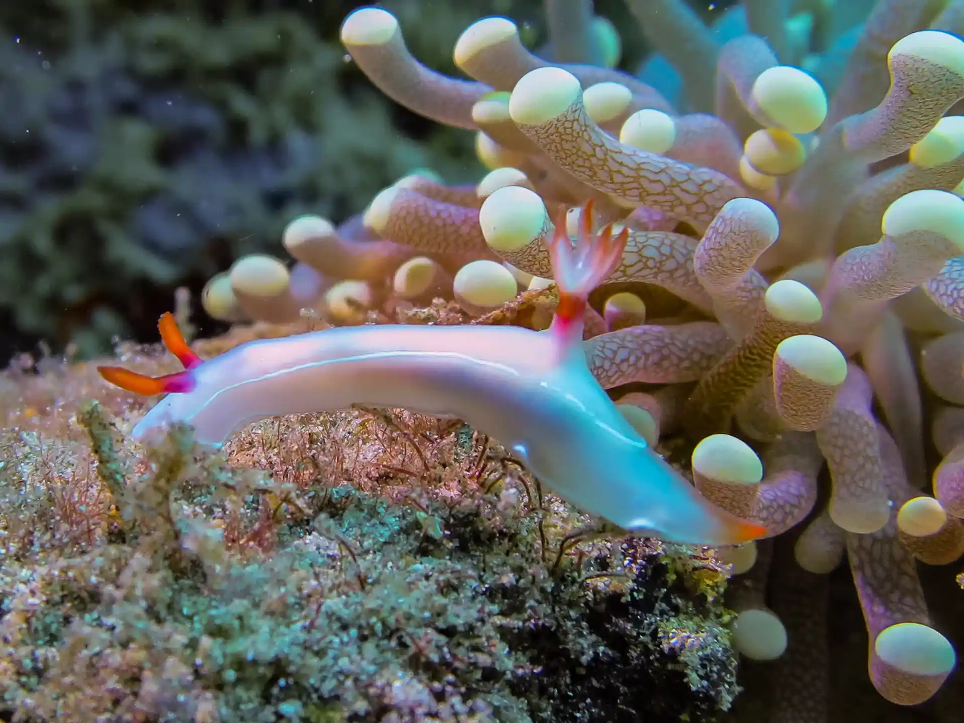 Photo du site de plongée