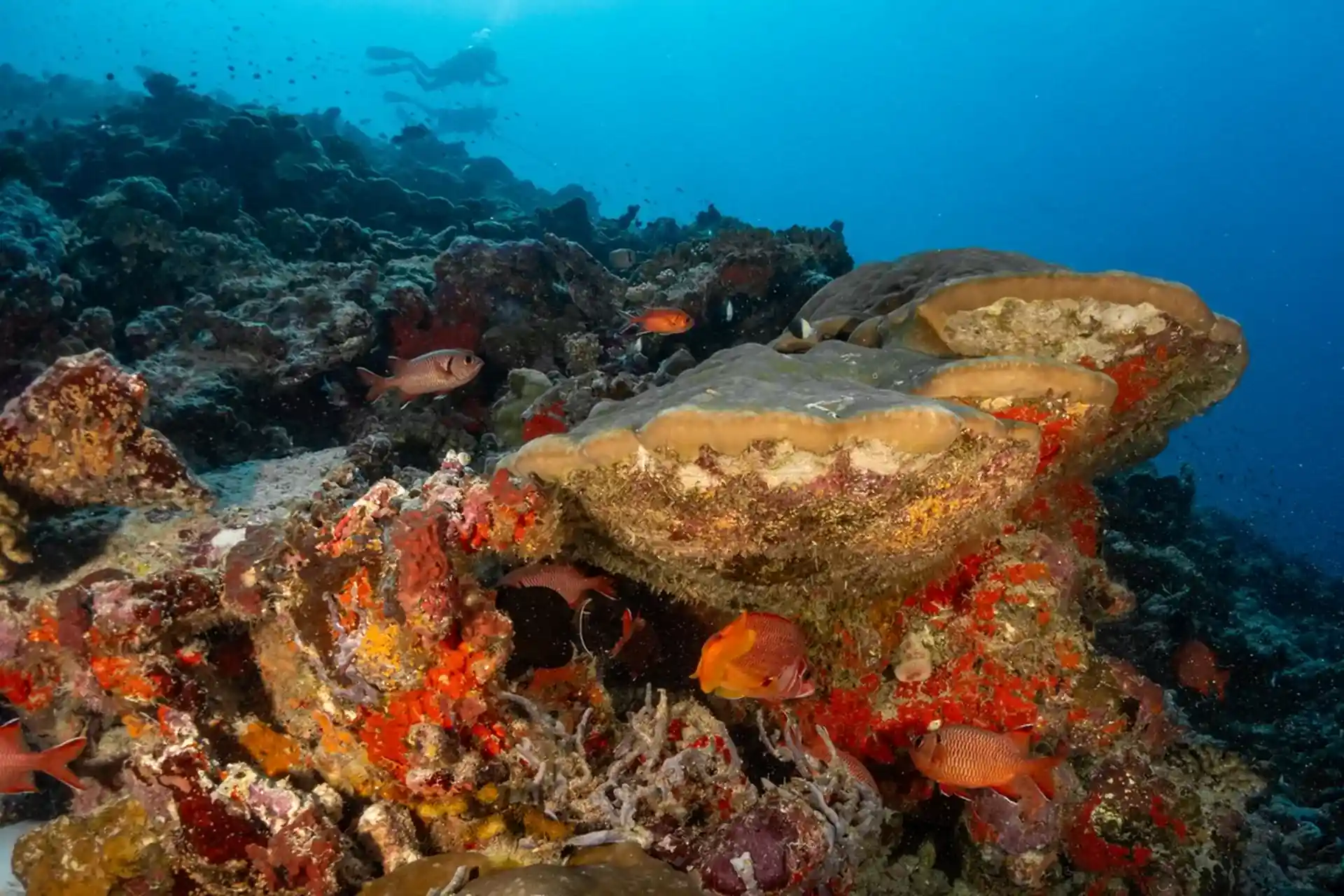 Dive site photo