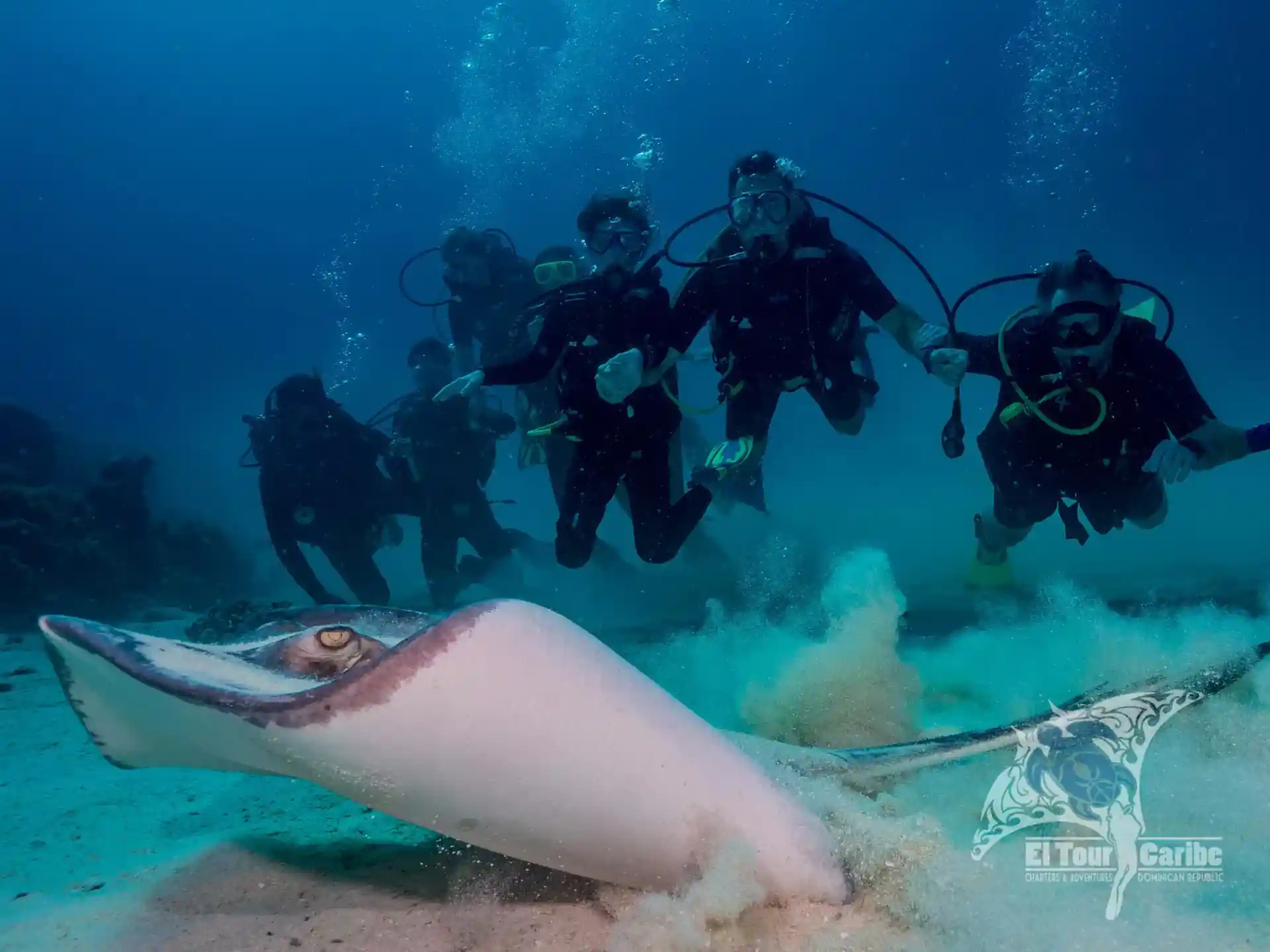 Discover the thrill of seeing Southern Stingrays up close for the first time!