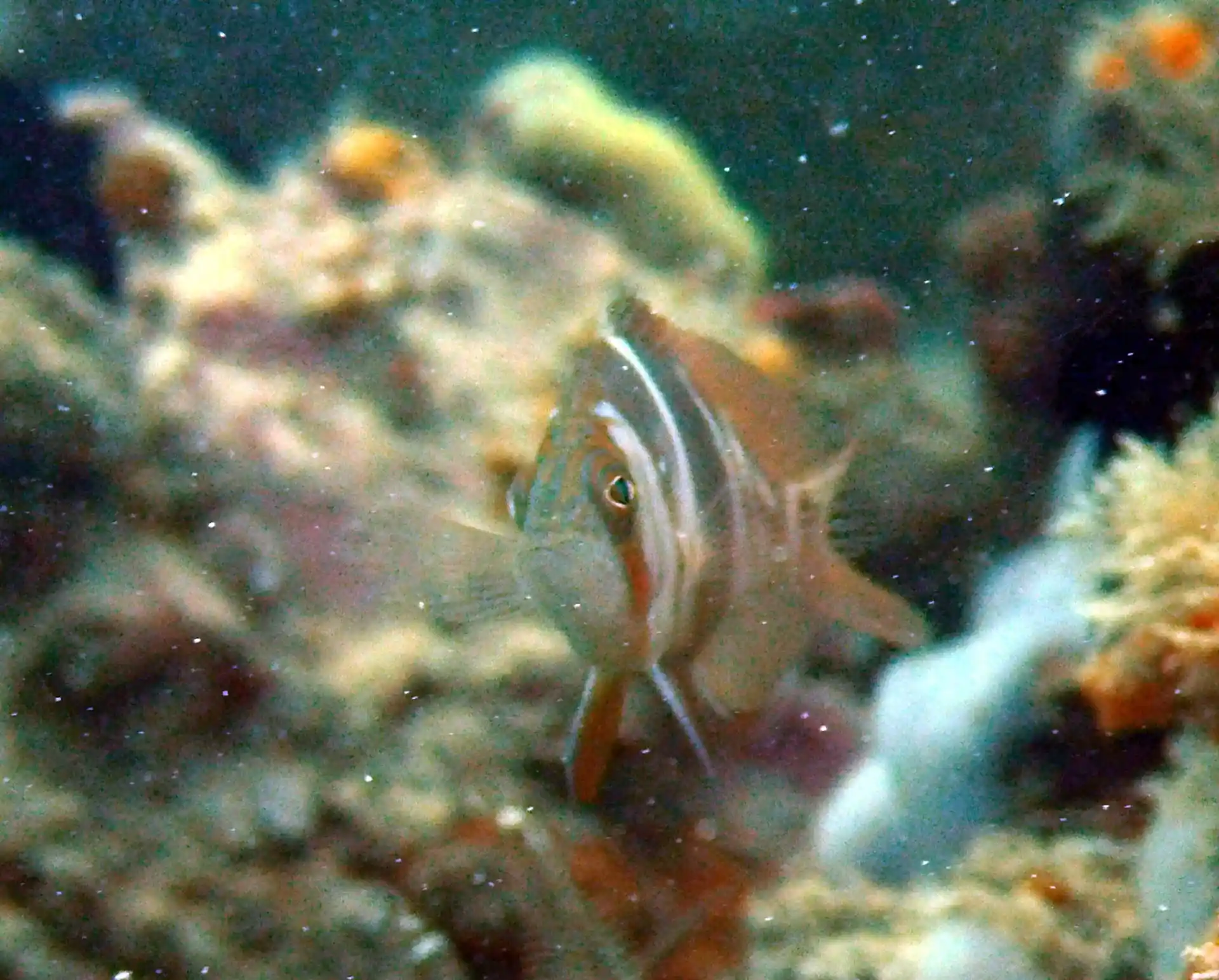 Dive site photo