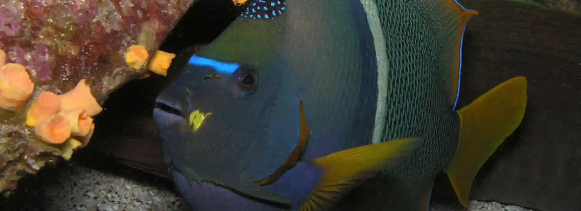 ダイビングサイトの写真