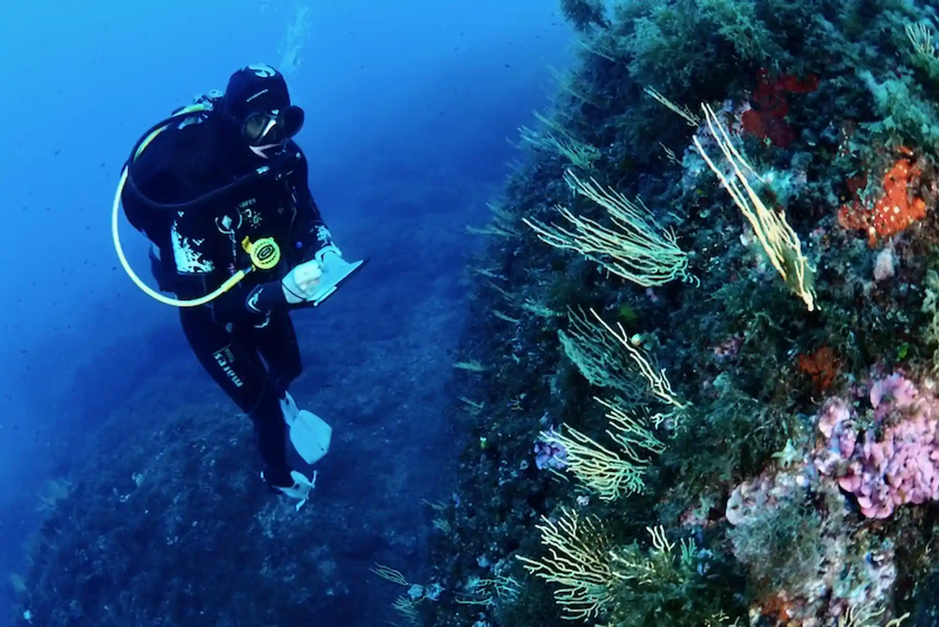 Diving Portofino marine protected area