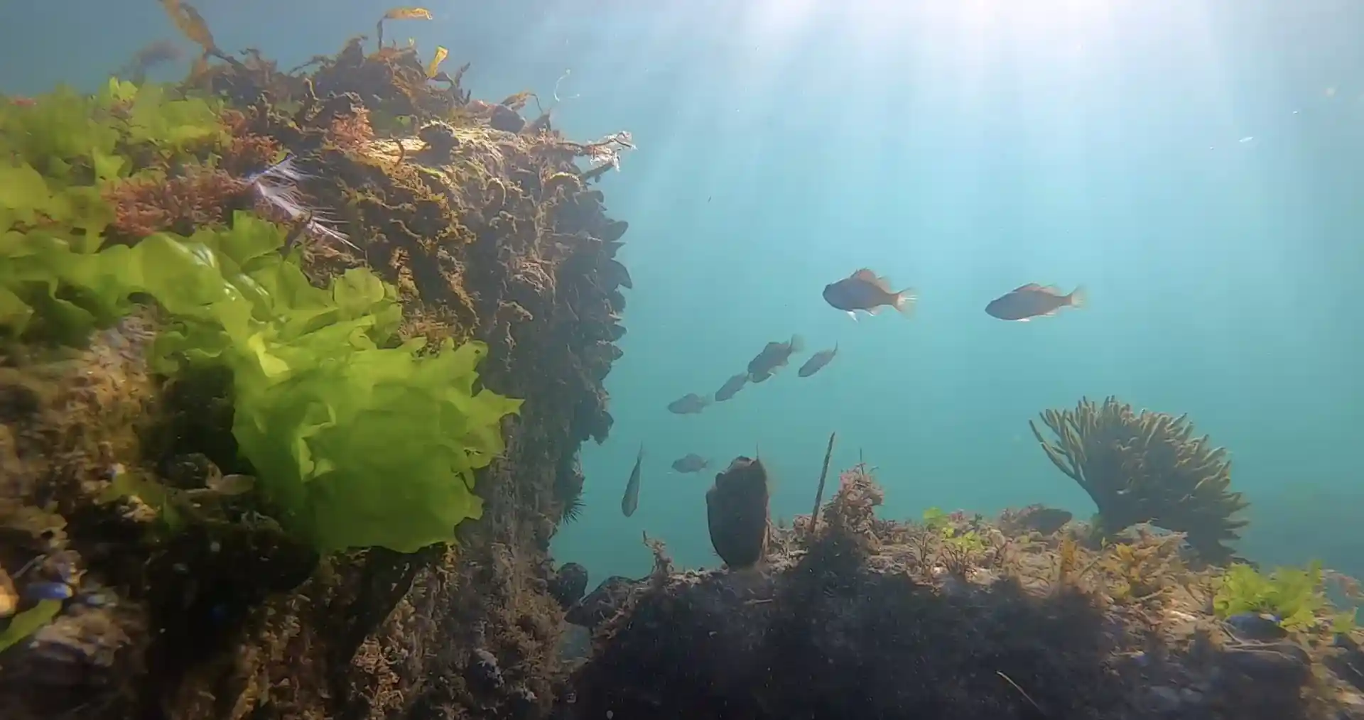 다이빙 포인트 사진