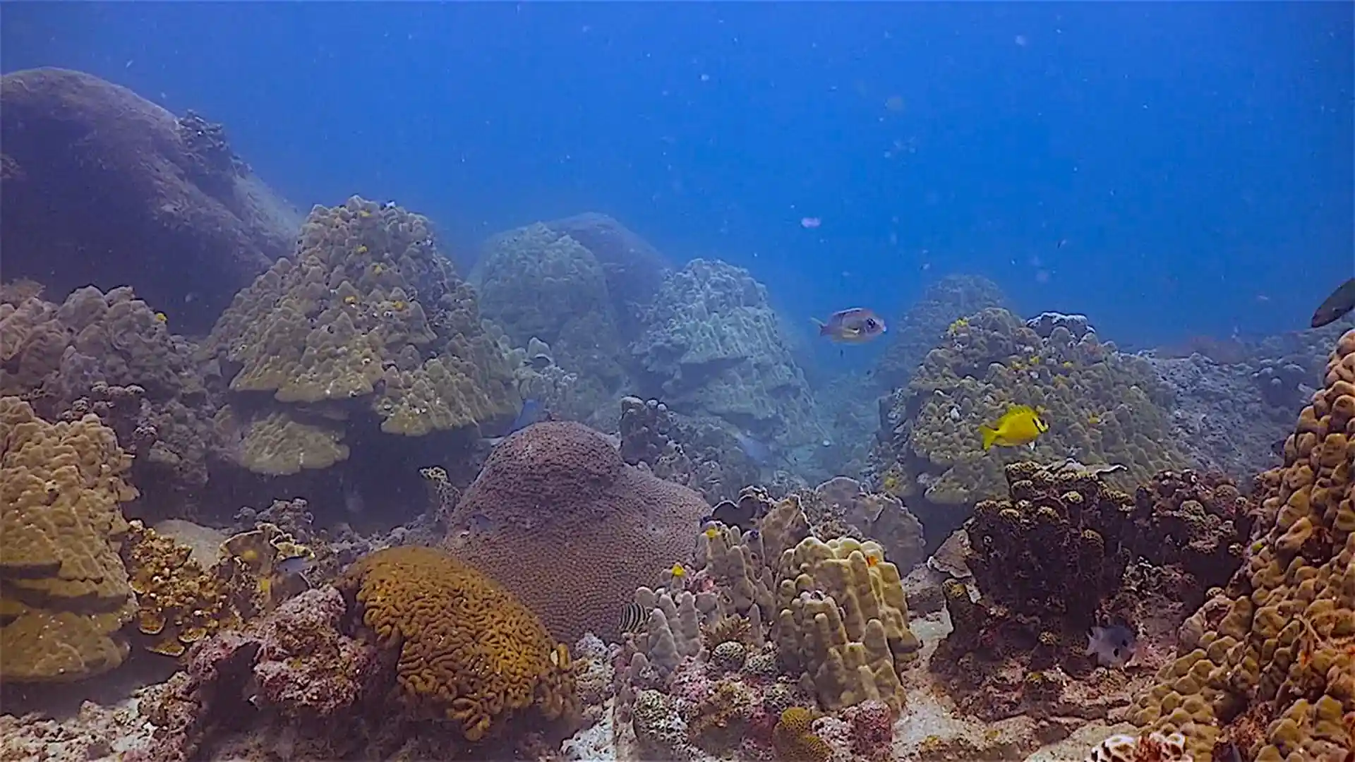 ダイビングサイトの写真