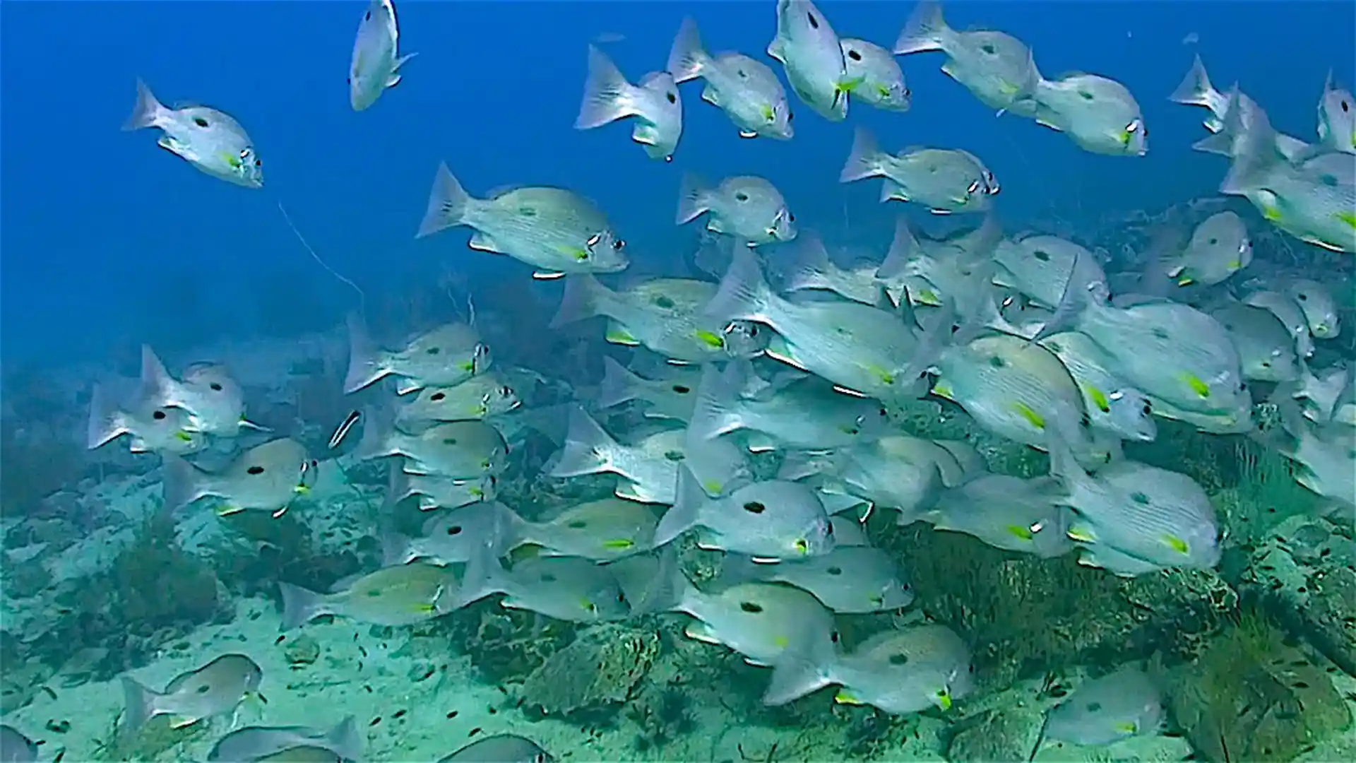 Dive site photo
