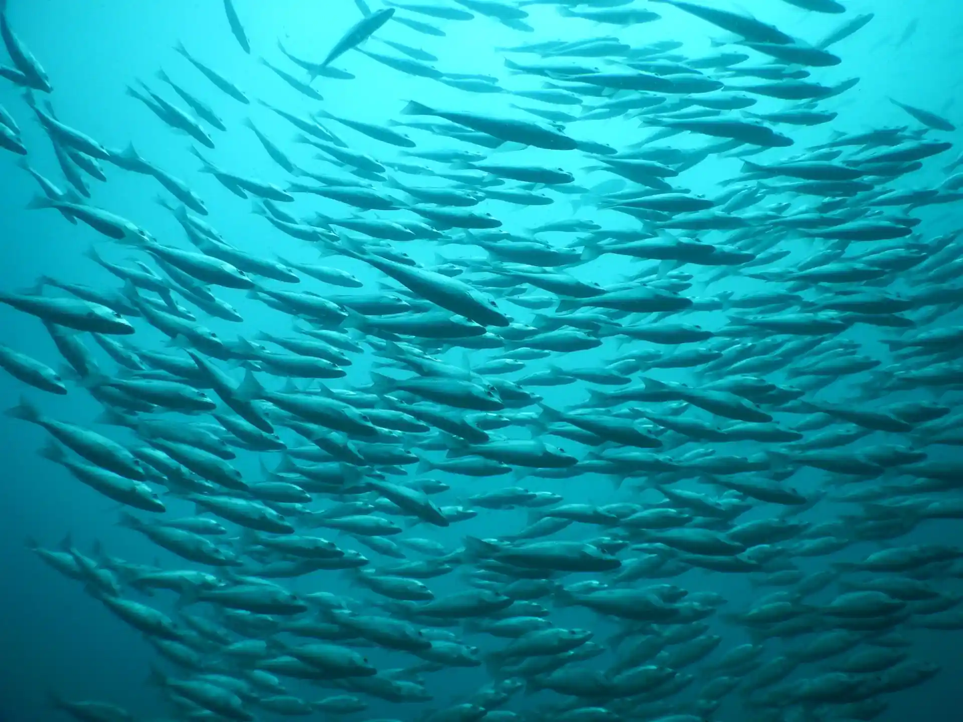 ダイビングサイトの写真