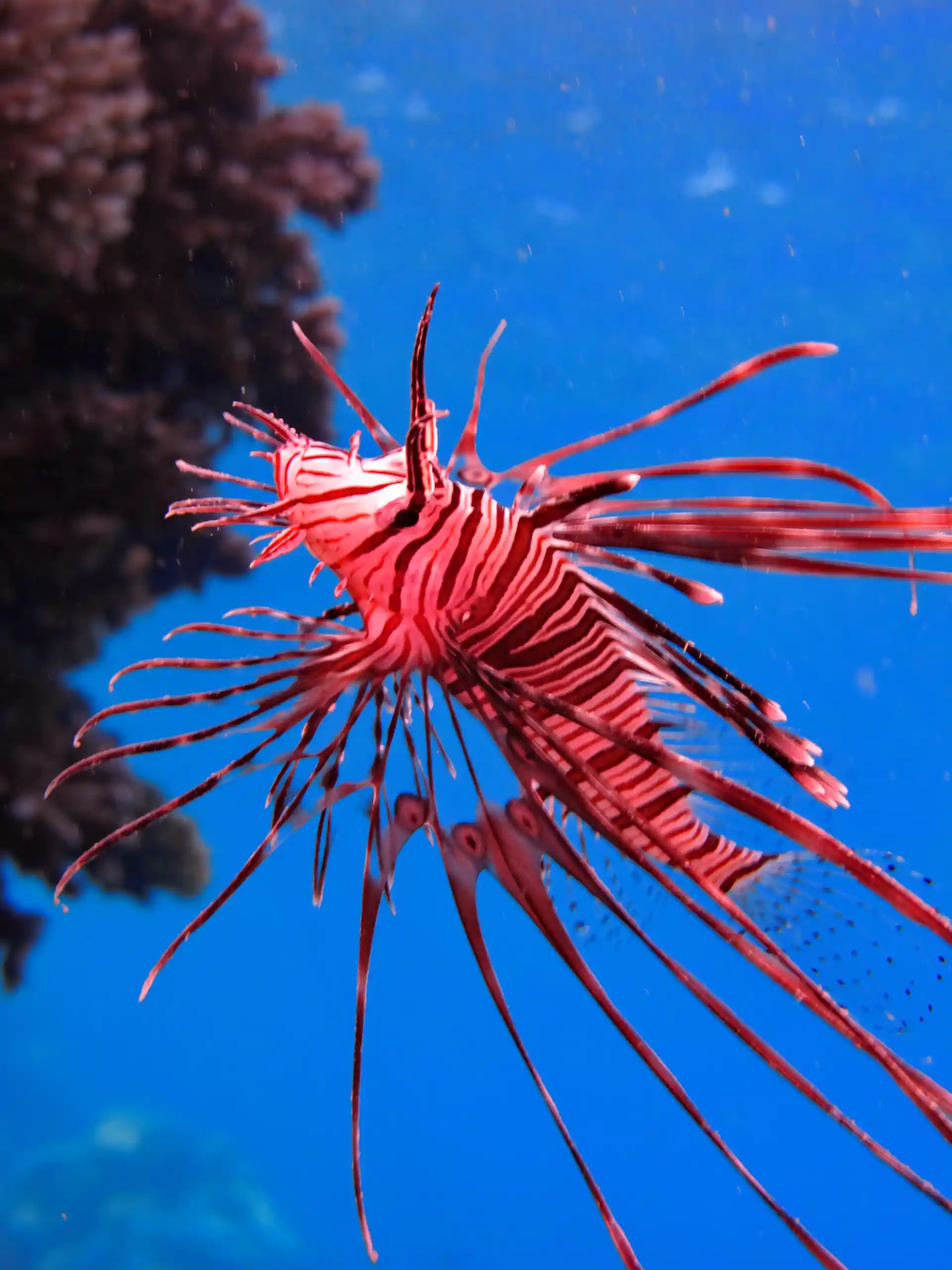 Beautiful Red Sea reefs.