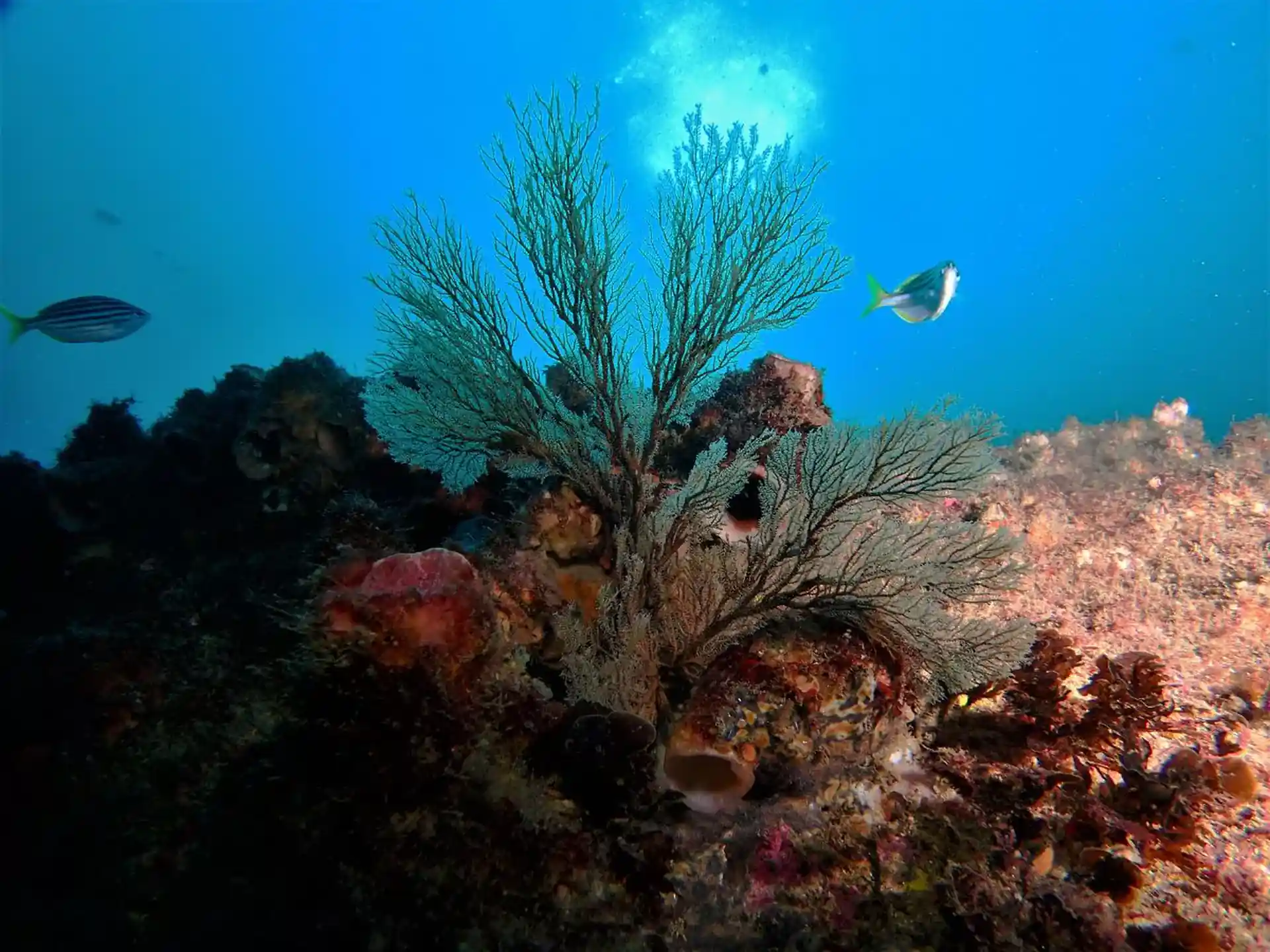 Dive site photo
