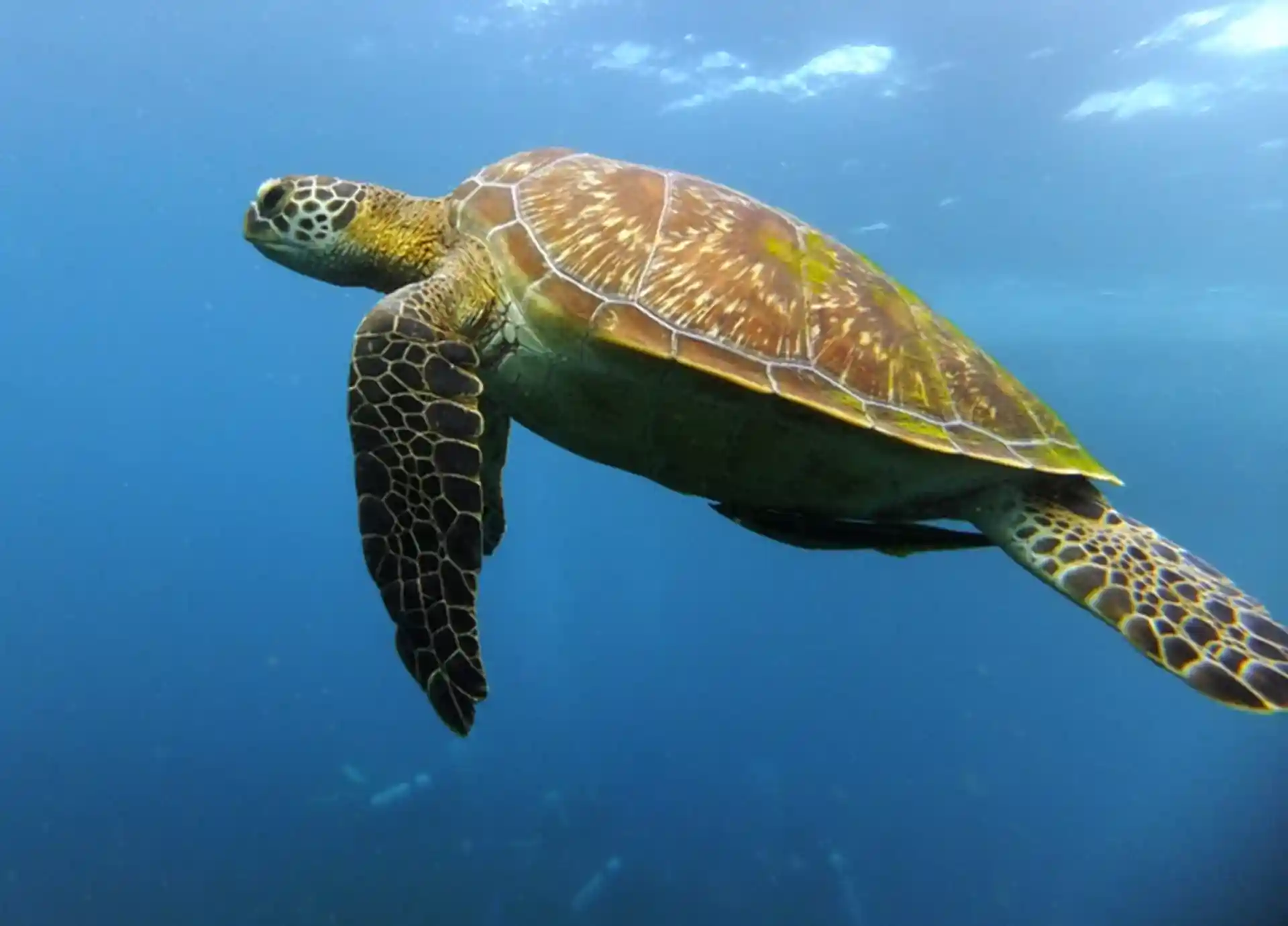 Photo du site de plongée