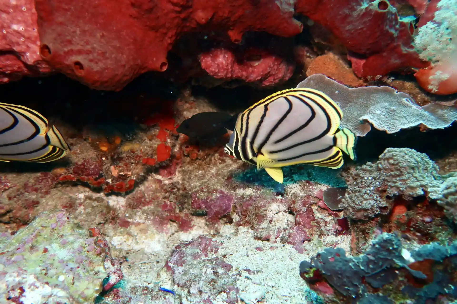 Dive site photo