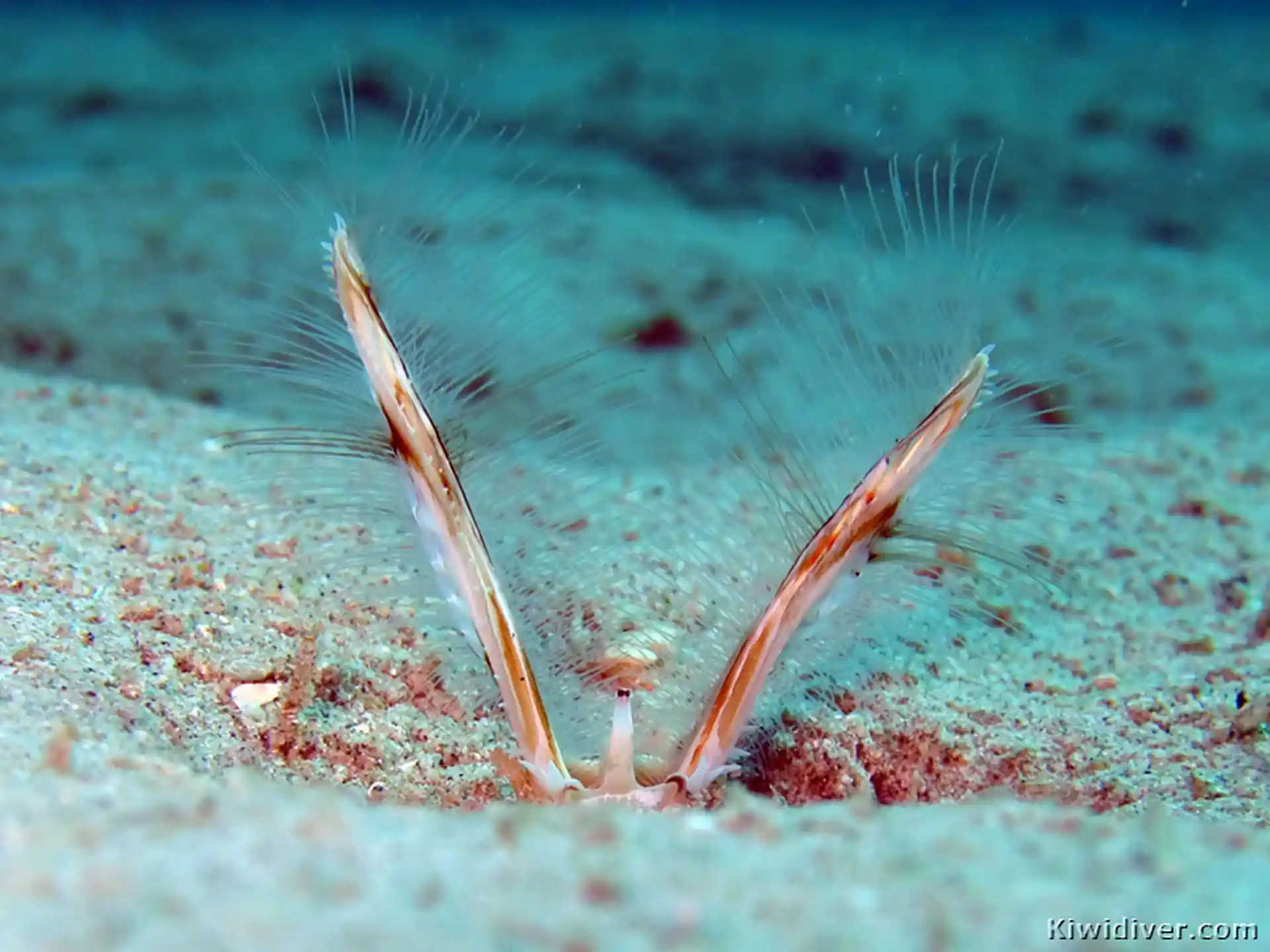 ダイビングサイトの写真