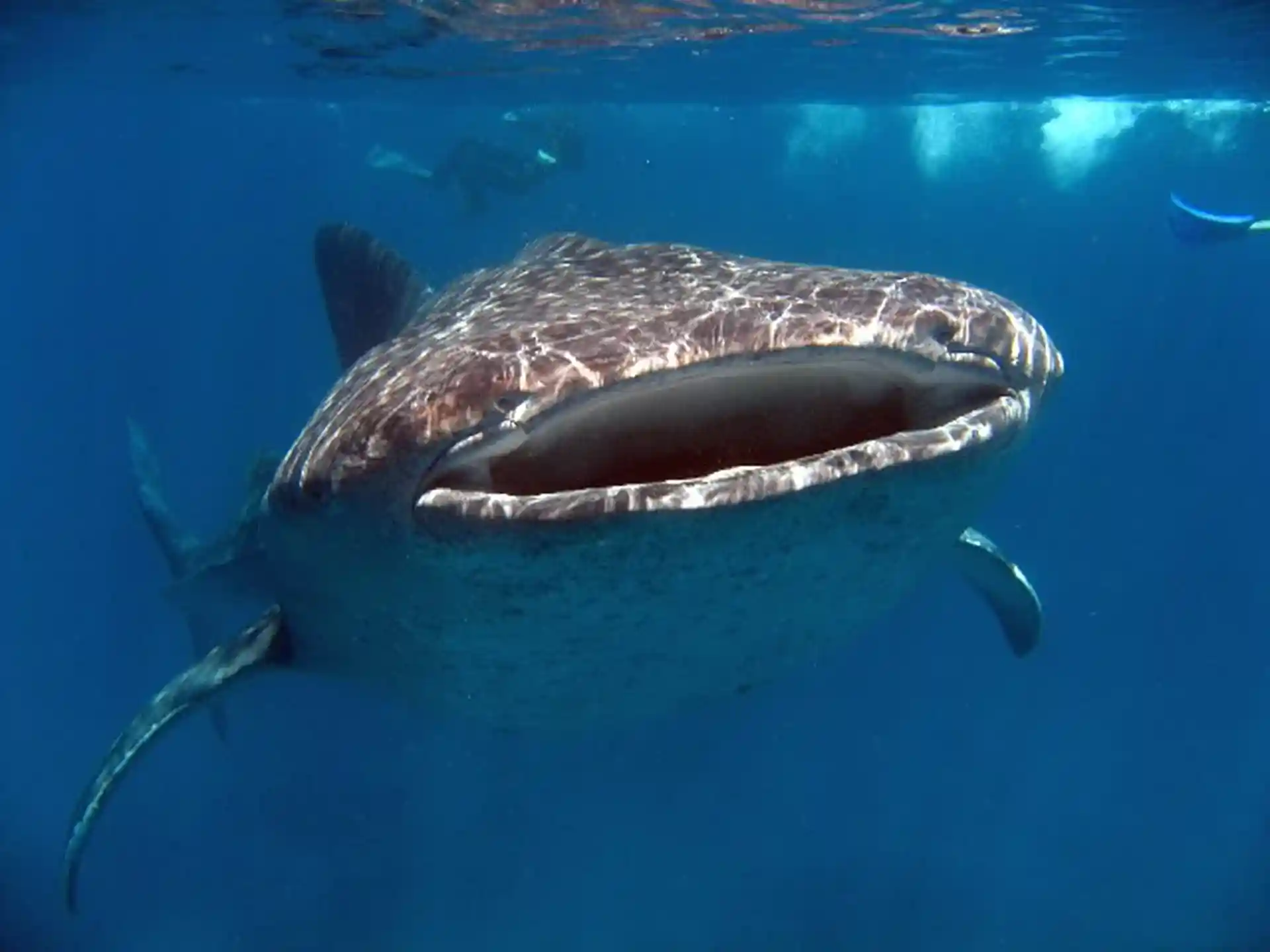 Foto des Tauchplatzes