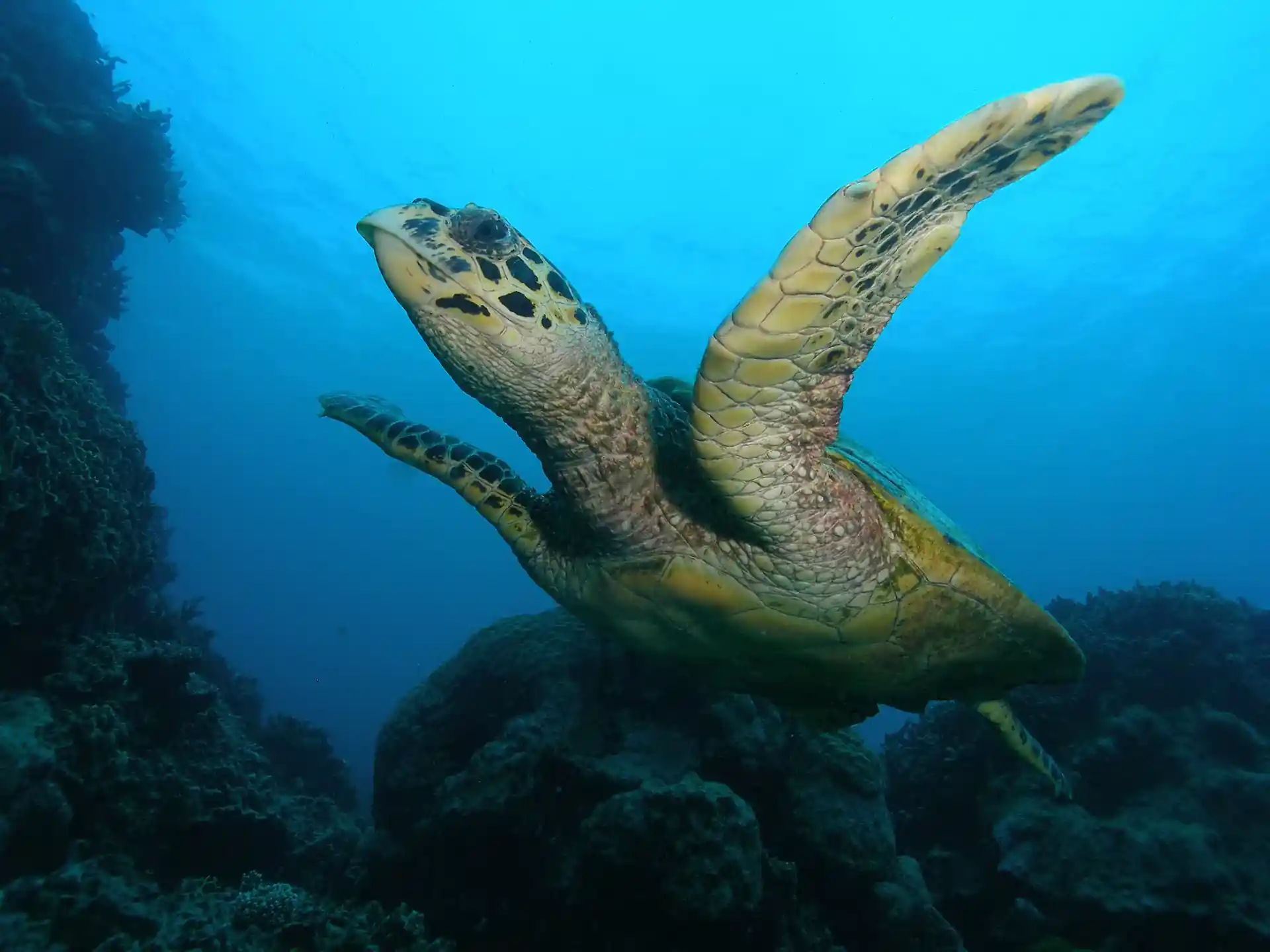 Dive site photo