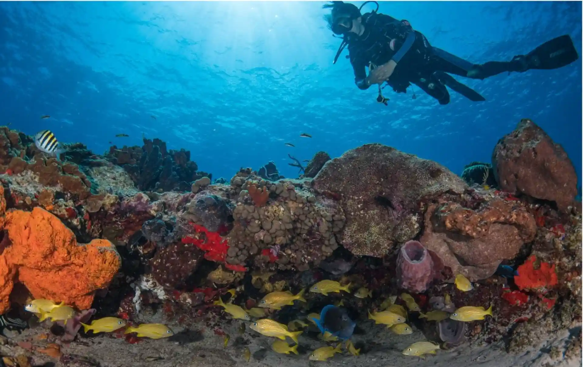 The dive site reaches a maximum depth of 25 feet