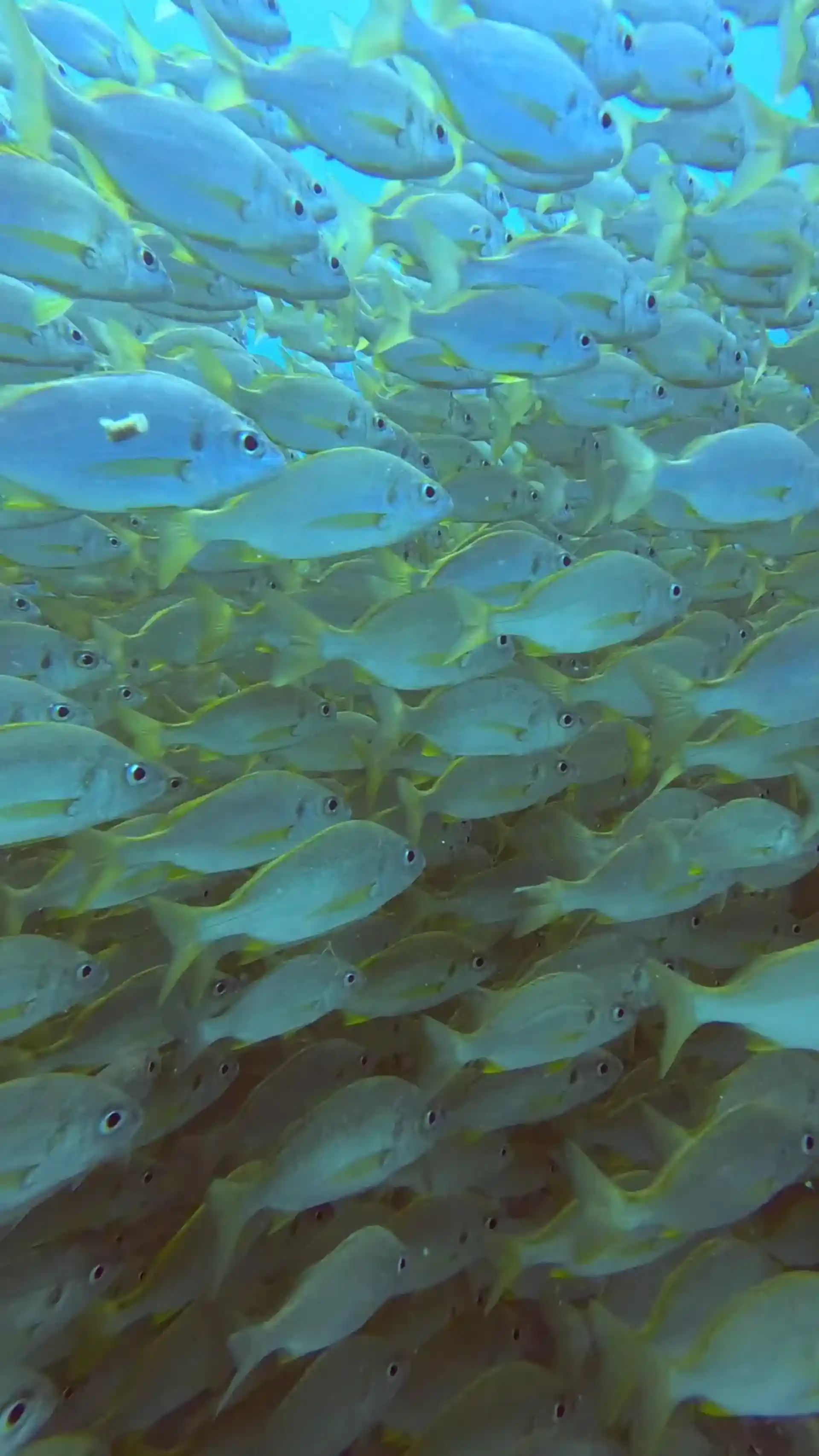 ダイビングサイトの写真