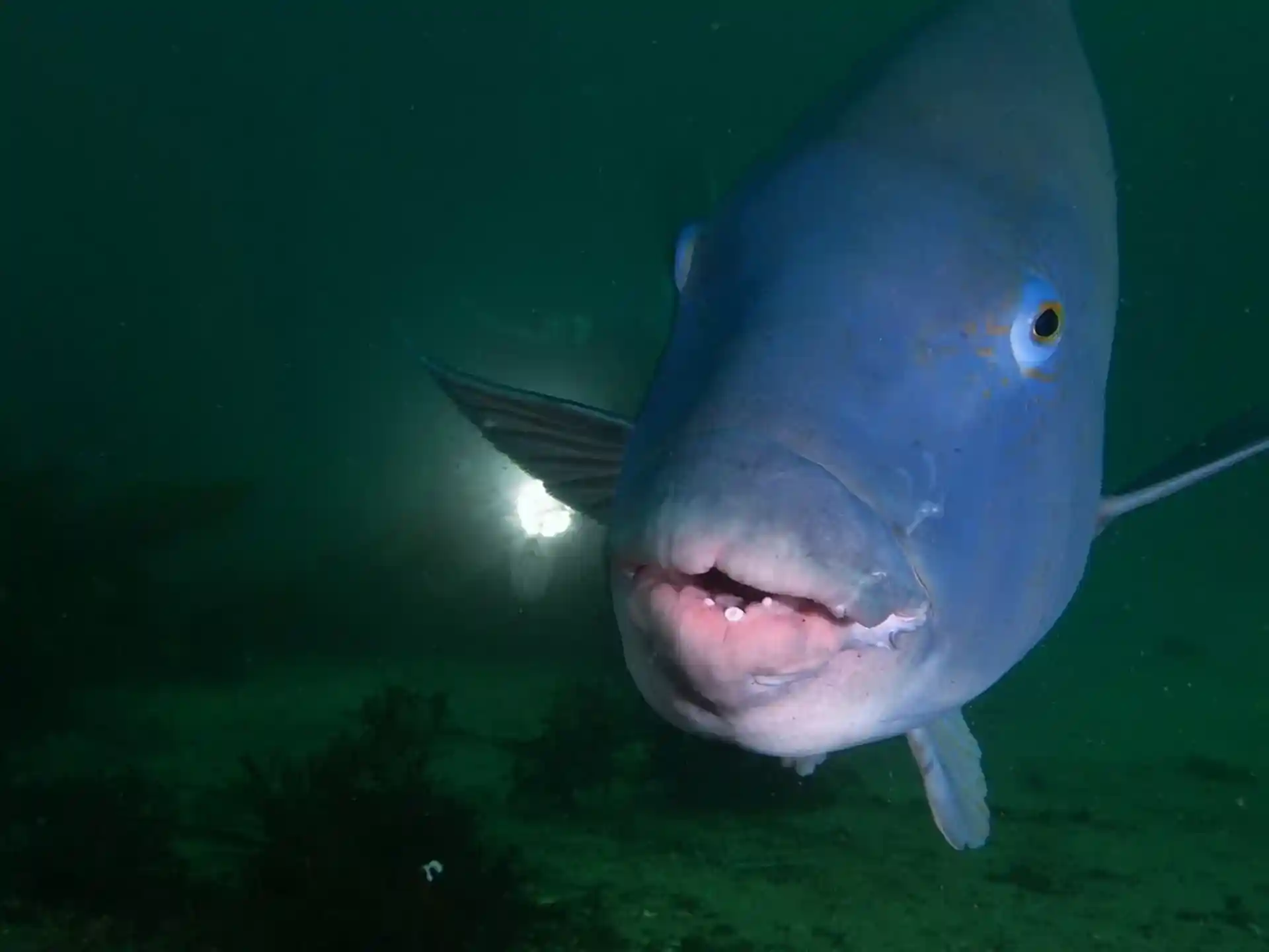 Dive site photo