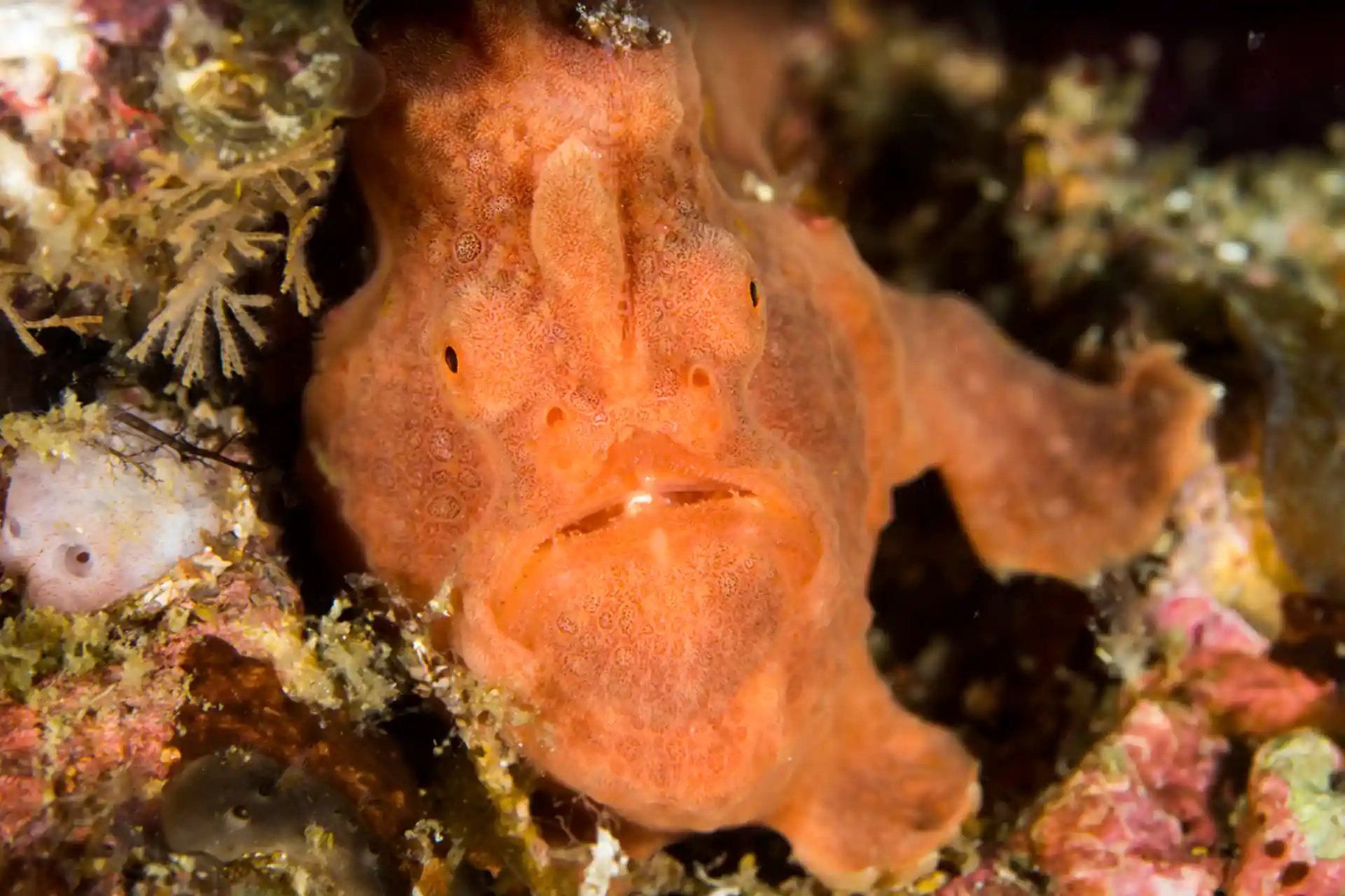 Photo du site de plongée