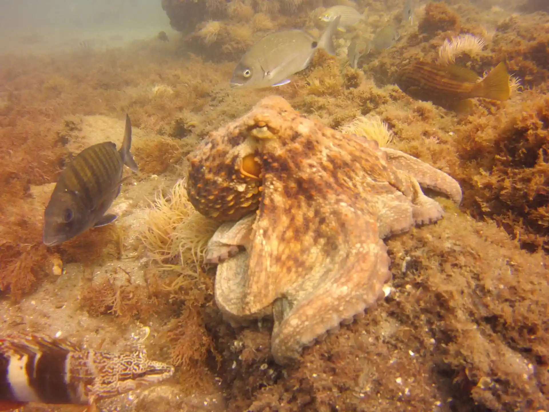 ダイビングサイトの写真