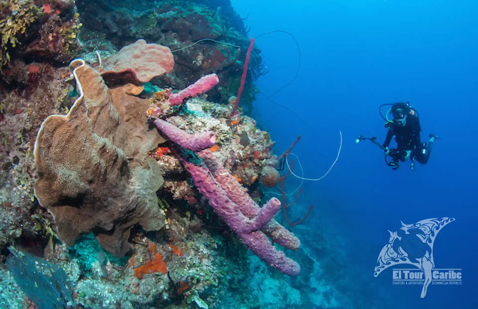 An El Tour Caribe diver enjoye the marine life along The Wall at Catalina Island, Dominican Republic
