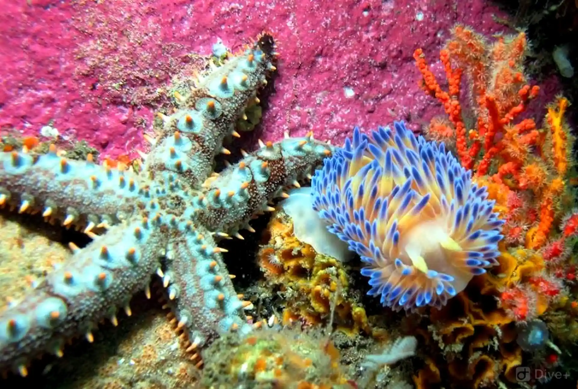 Photo du site de plongée