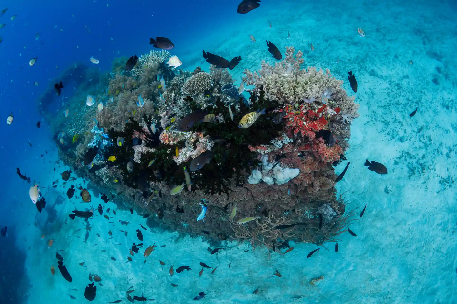 Swimming around the perimeter of a artificial structure for the adventure wreck dive