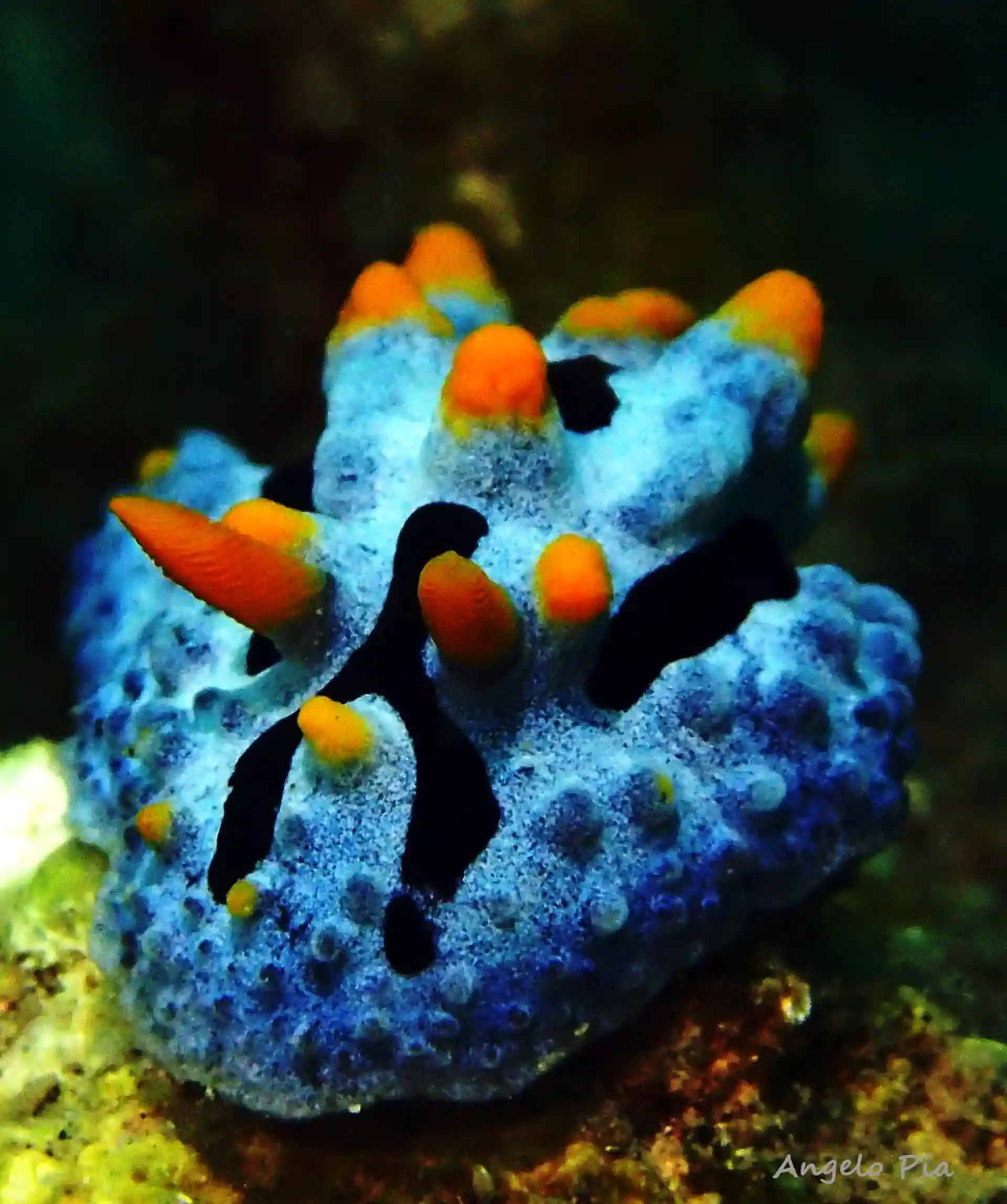 Dive site photo