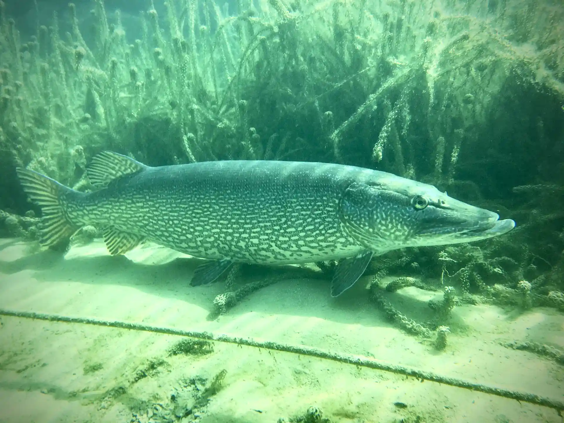 Dive shop photo