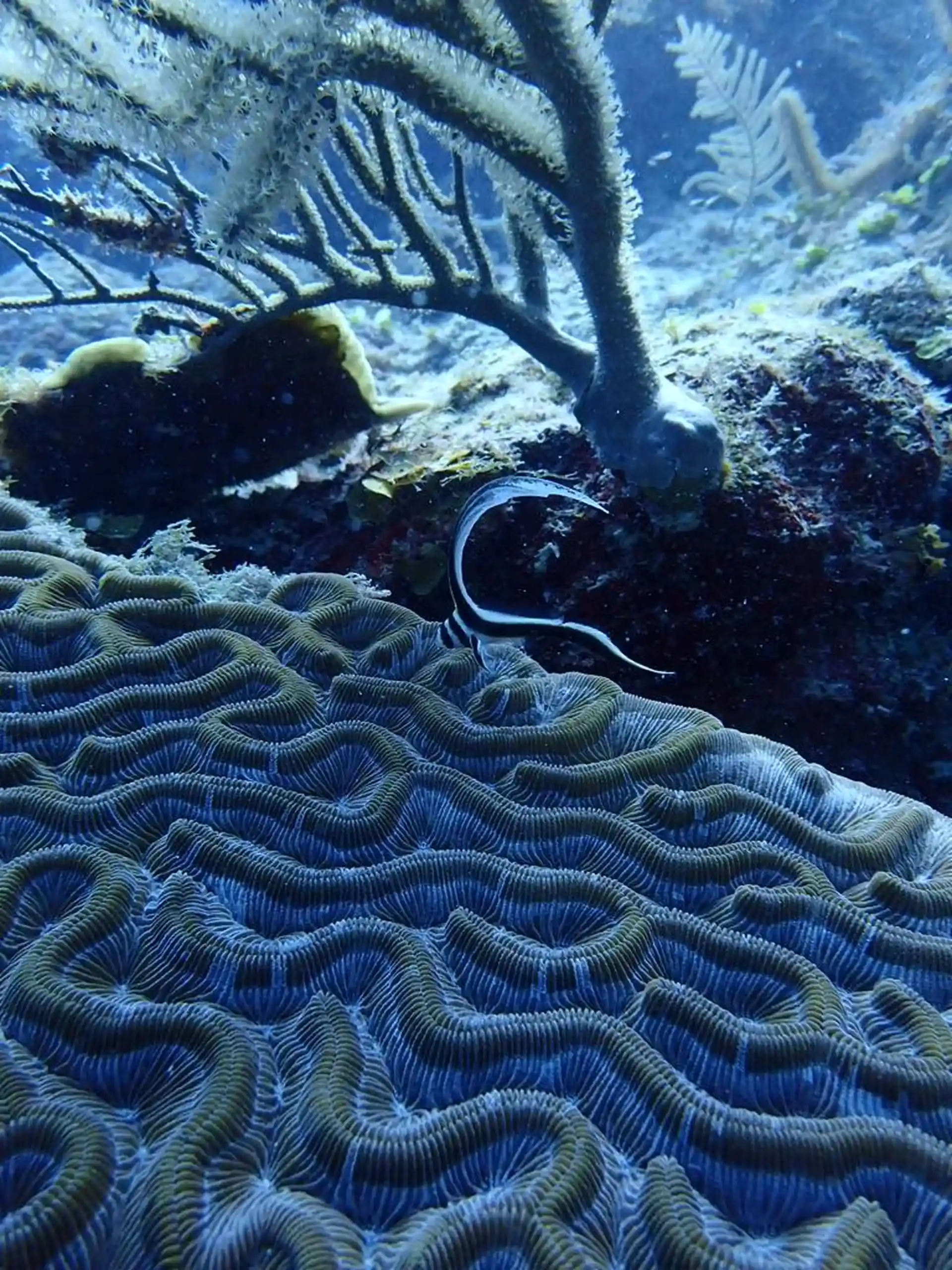 Photo du site de plongée