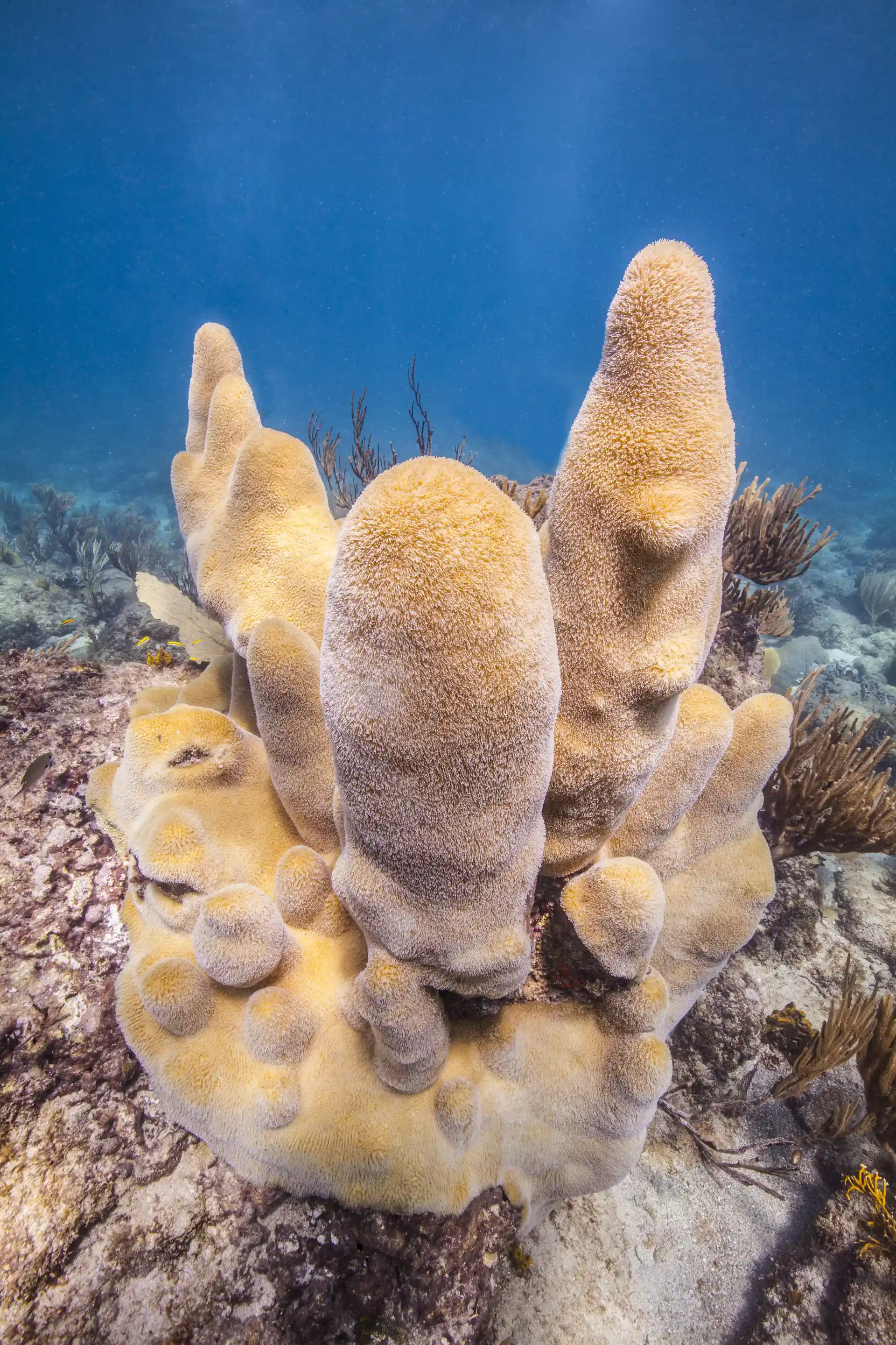 Pillar coral (Dendrogyra cylindricus)
