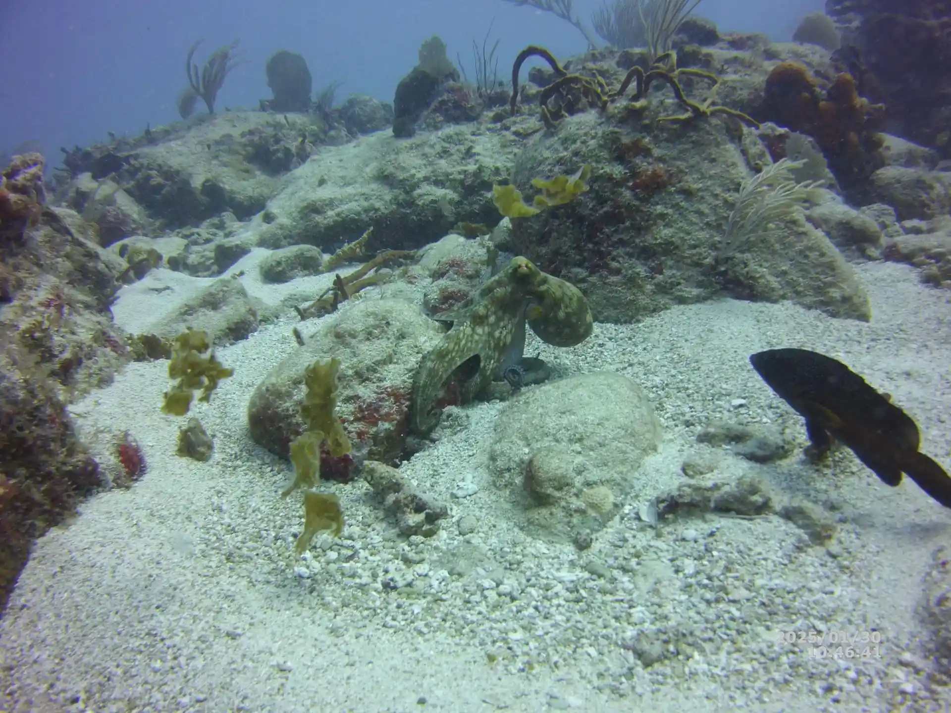 Dive site photo