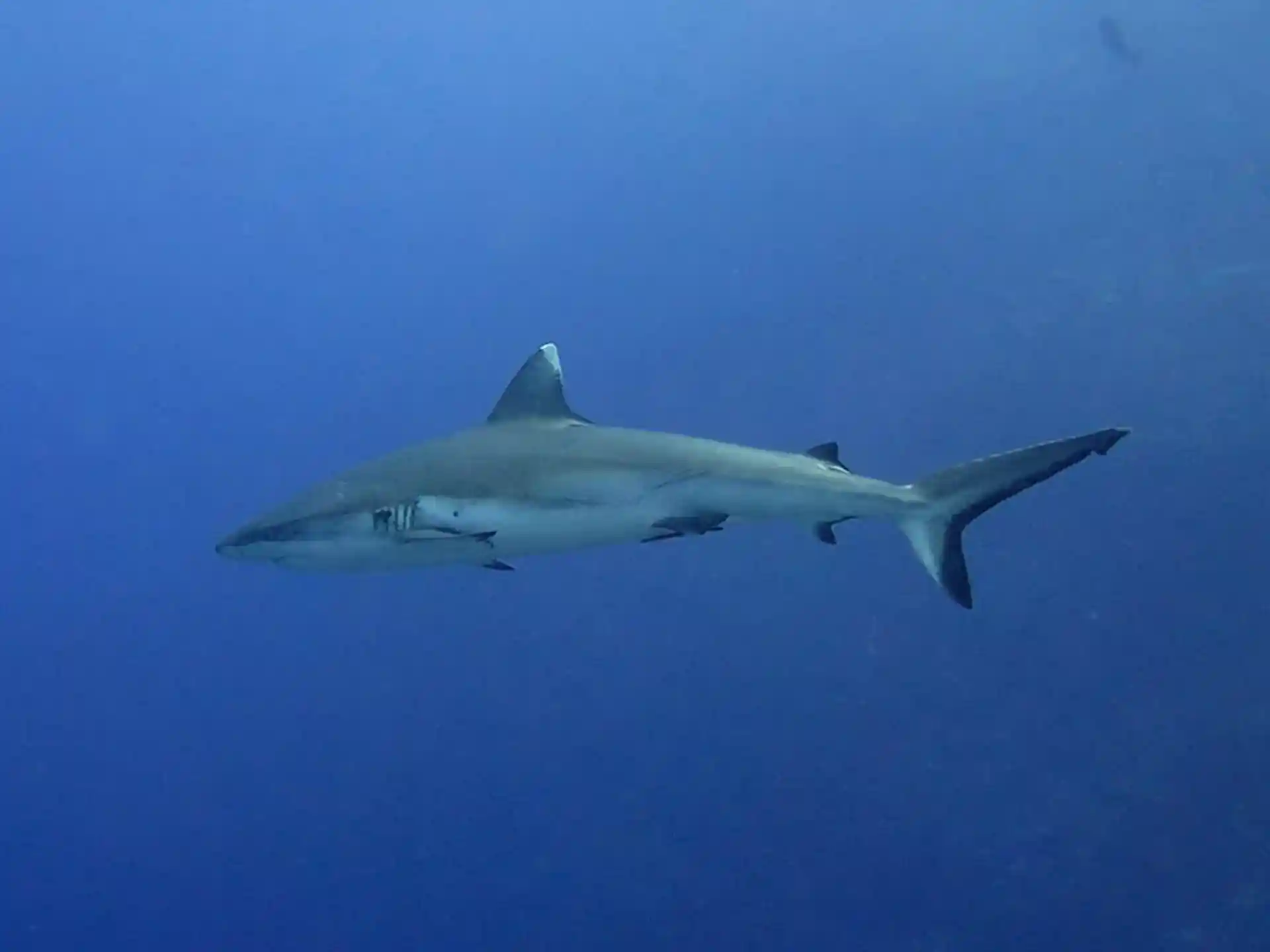 Dive site photo