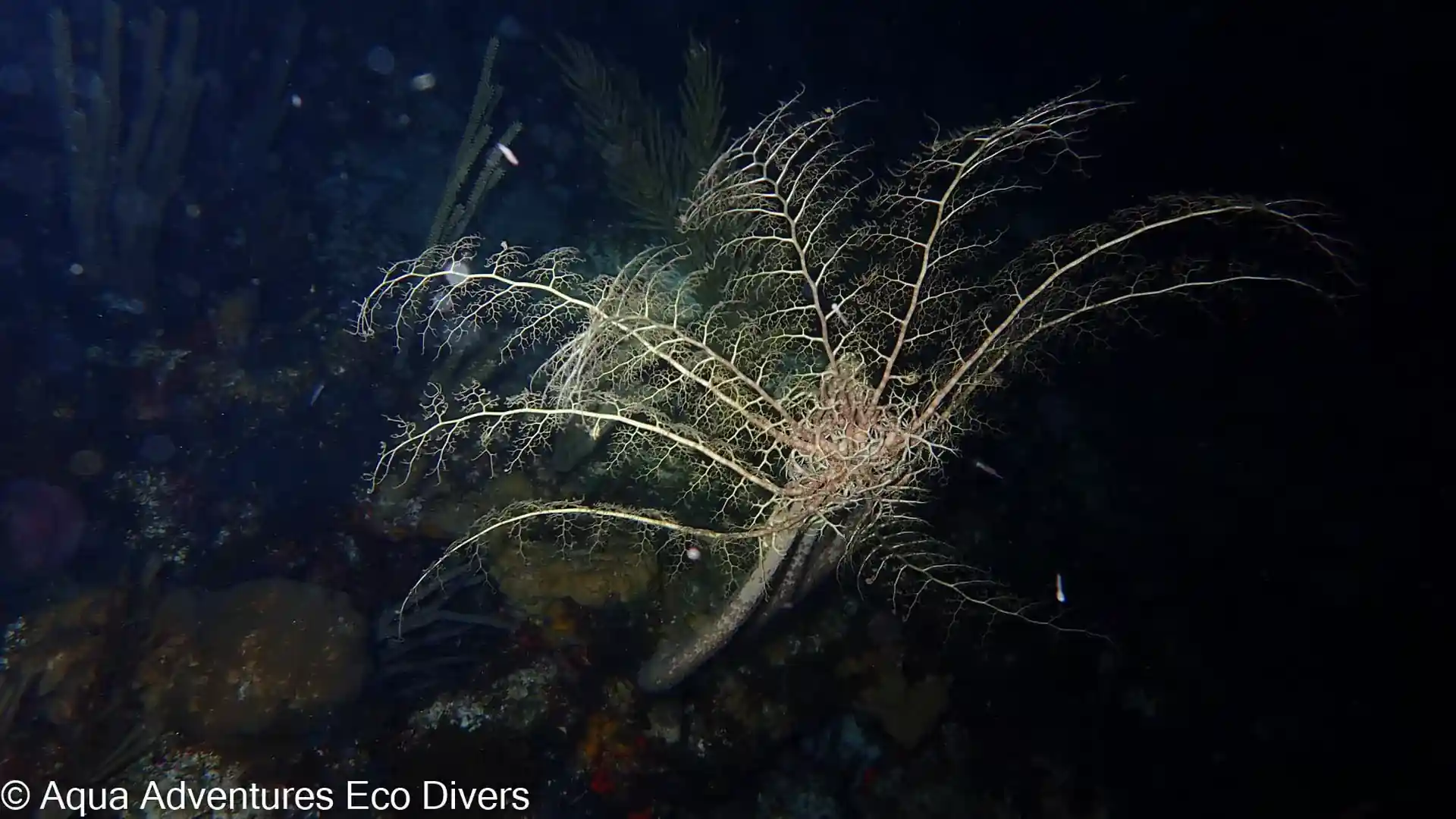 Basket Star