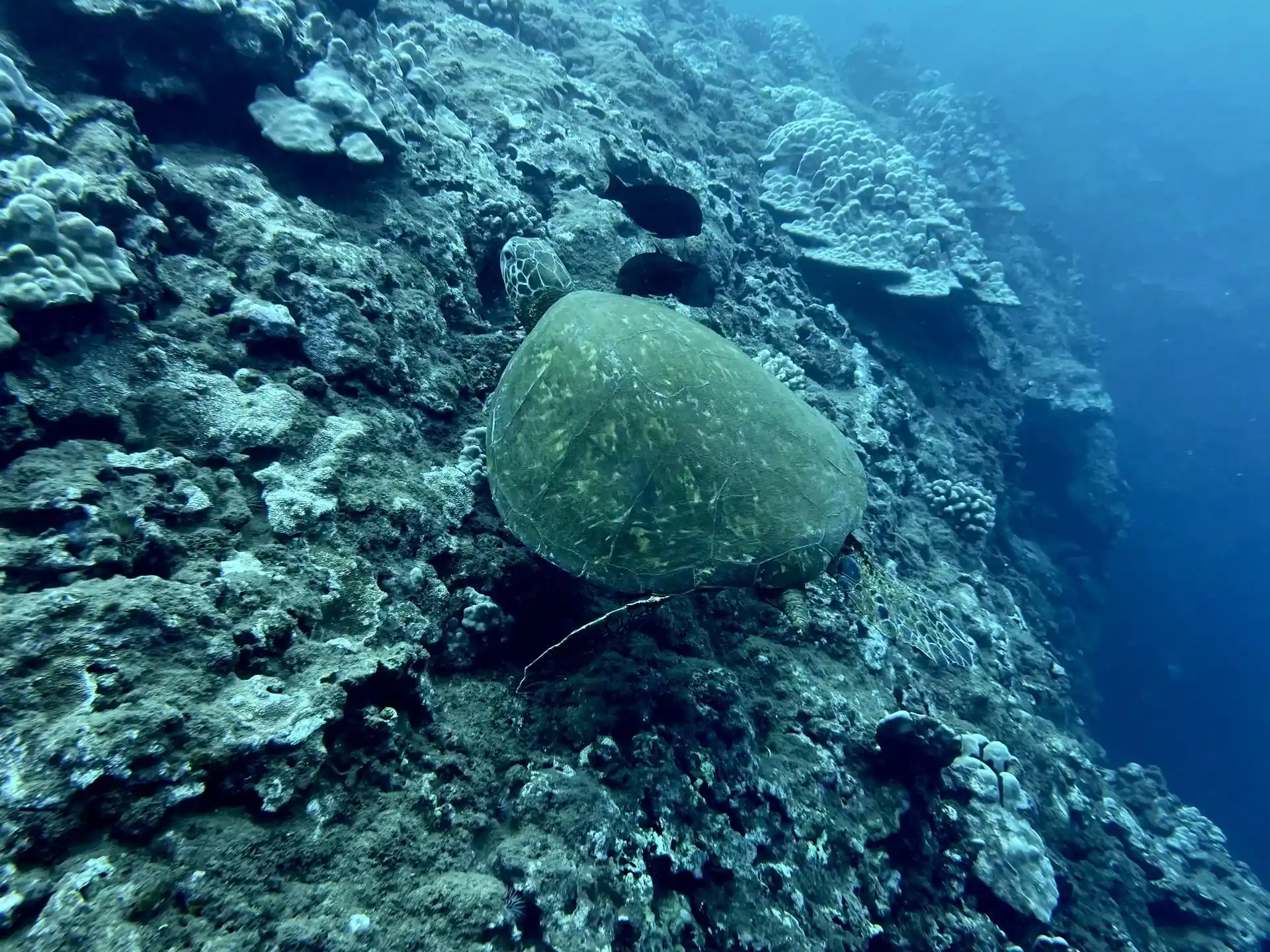 Dive site photo