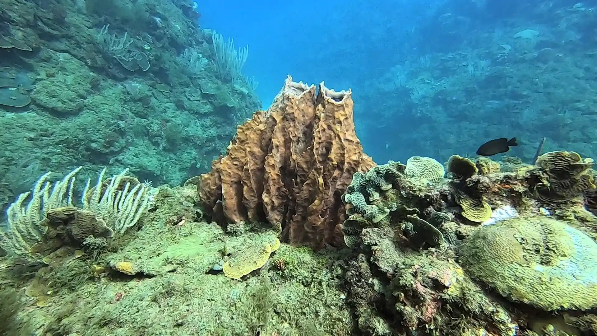 Dive site photo