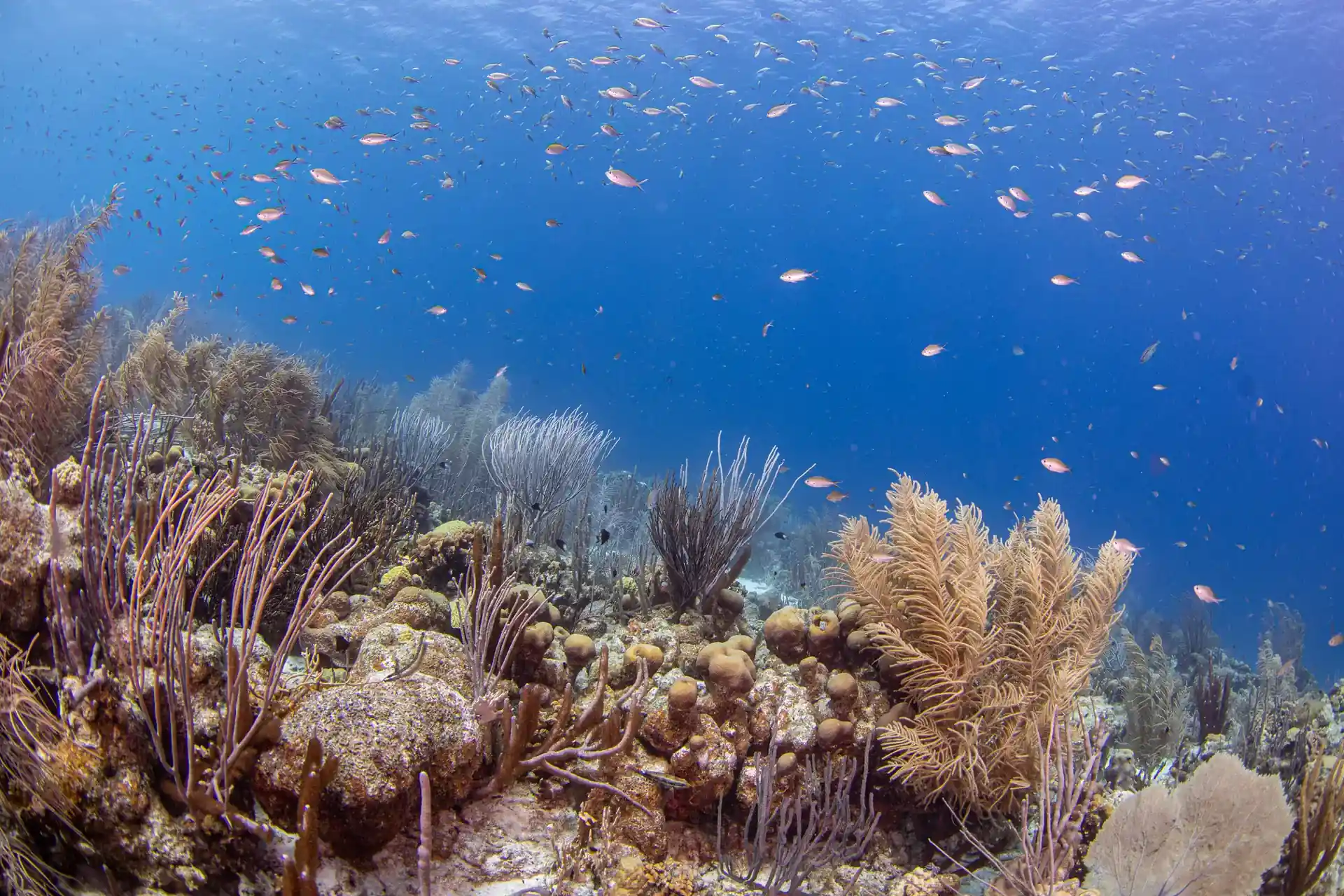 Dive site photo
