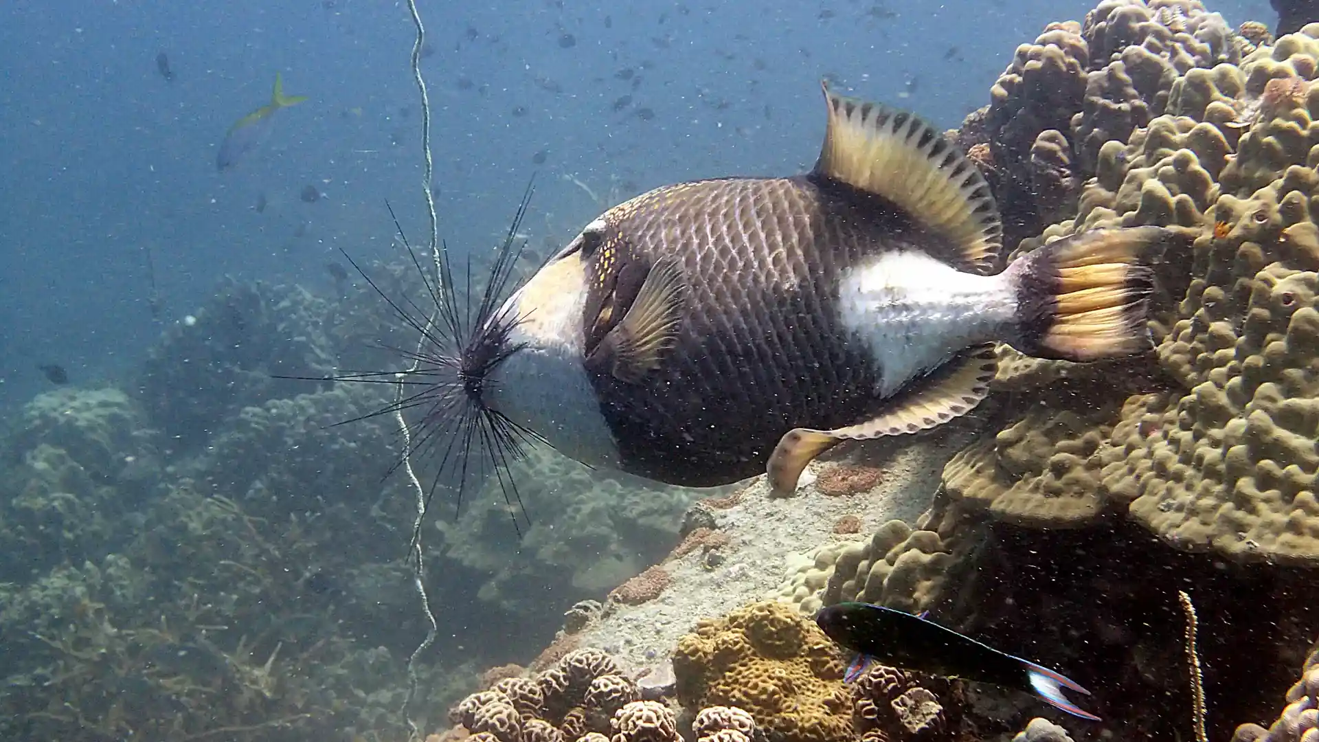 Dive site photo