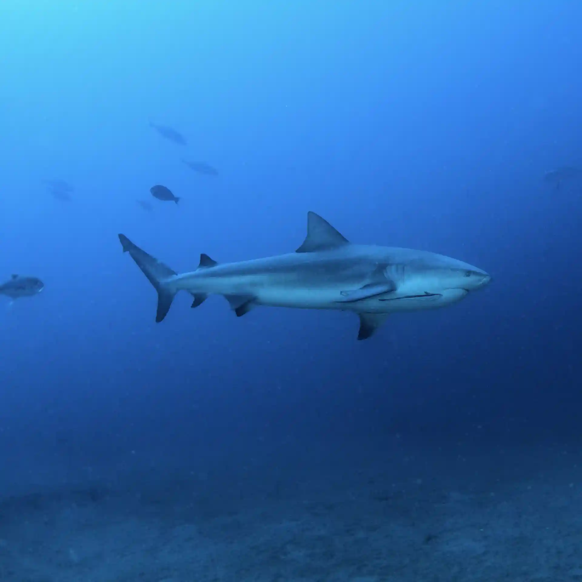 Dive site photo