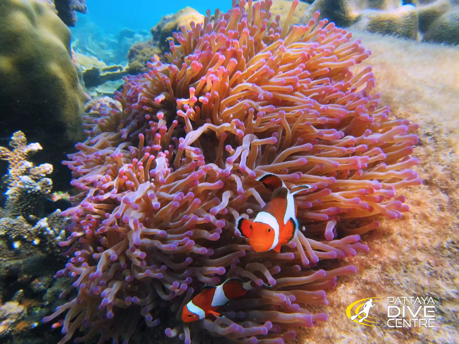 Underwater friends to meet